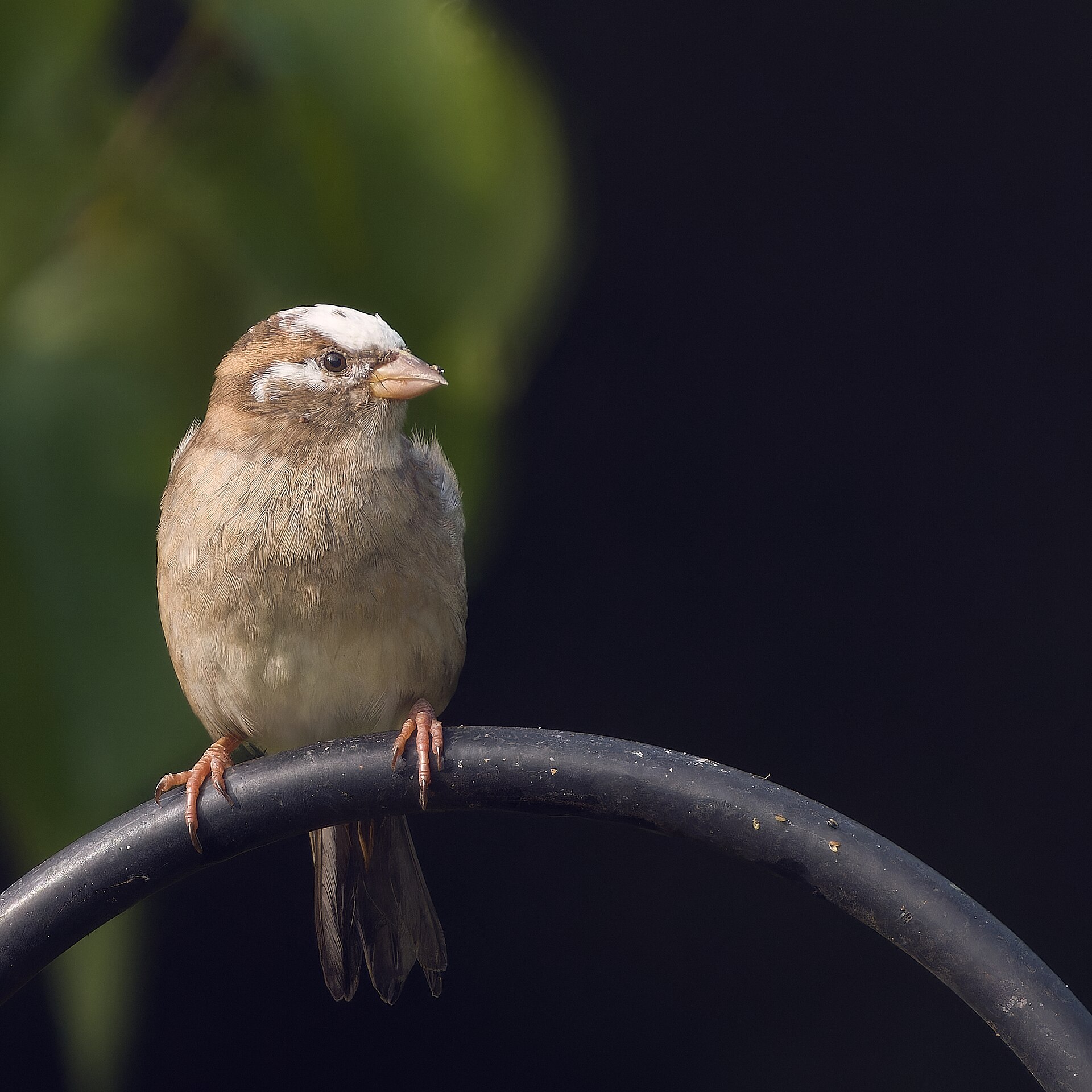 Why Some Birds Live Near Humans and Others Avoid Us - Paul Danese photo (CC BY-SA 4.0, via Wikimedia Commons)