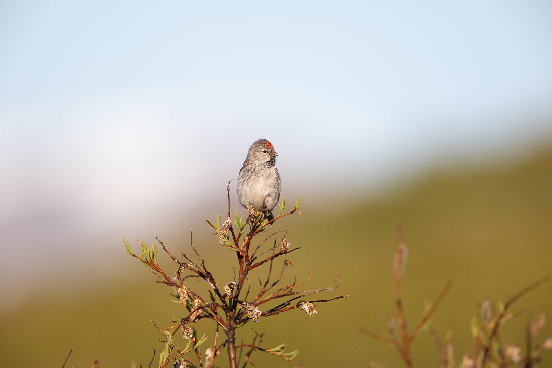 Bird Calls vs Bird Songs - USFWSAlaska photo (Public domain, via Wikimedia Commons)