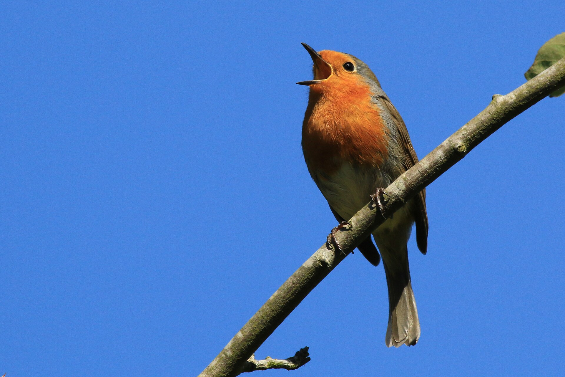 Why Do Birds Sing in the Morning? Dawn Chorus Explained - Charles J. Sharp photo (CC BY-SA 3.0, via Wikimedia Commons)