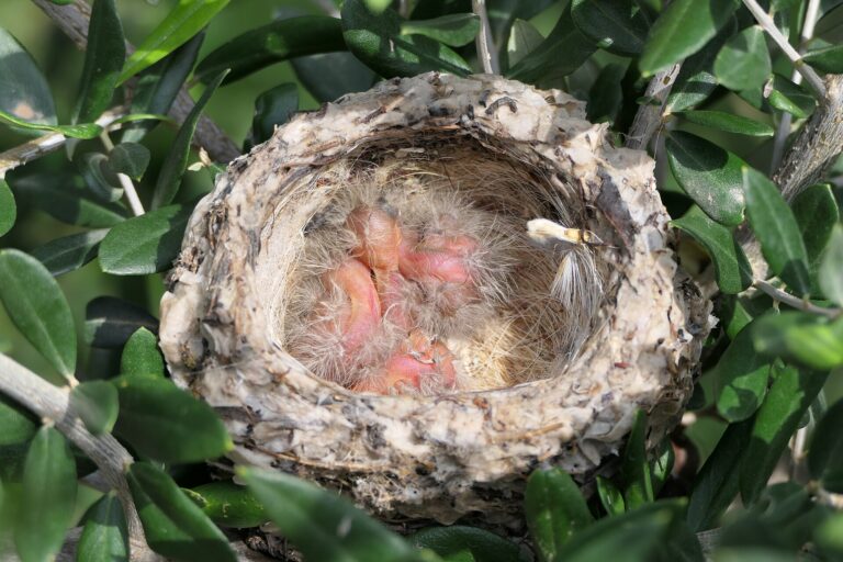 Why Do Birds Build Different Types of Nests? - Petro Stelte photo (CC BY-SA 4.0, via Wikimedia Commons)