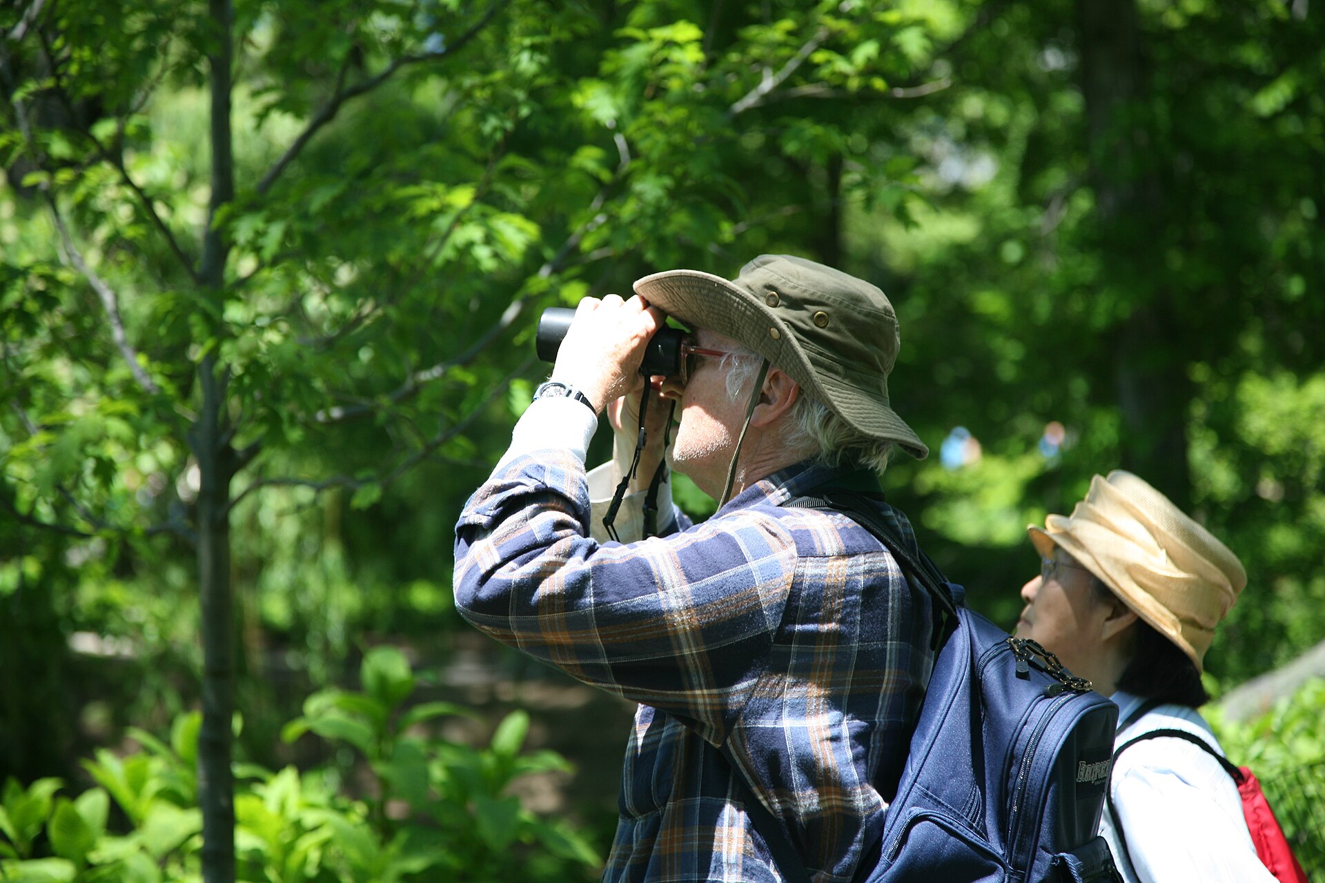 Mastering Binoculars for Bird Identification: A Beginner's Guide 2 Mastering Binoculars for Bird Identification - Daniel Schwen photo (CC BY-SA 4.0, via Wikimedia Commons)
