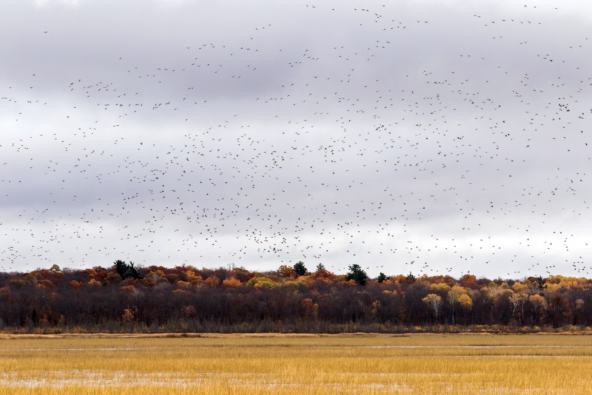 Swan vs Goose vs Duck: How to Tell Waterfowl Apart 2 Swan vs Goose vs Duck - U.S. Fish and Wildlife Service - Midwest Region photo (Public domain, via Wikimedia Commons)