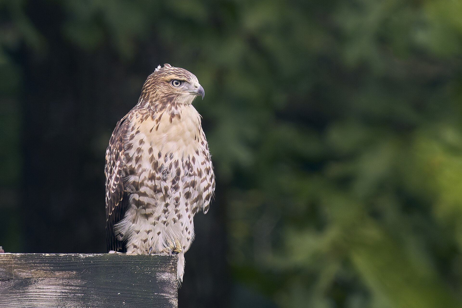 Hawk vs Falcon vs Eagle - Paul Danese photo (CC BY-SA 4.0, via Wikimedia Commons)