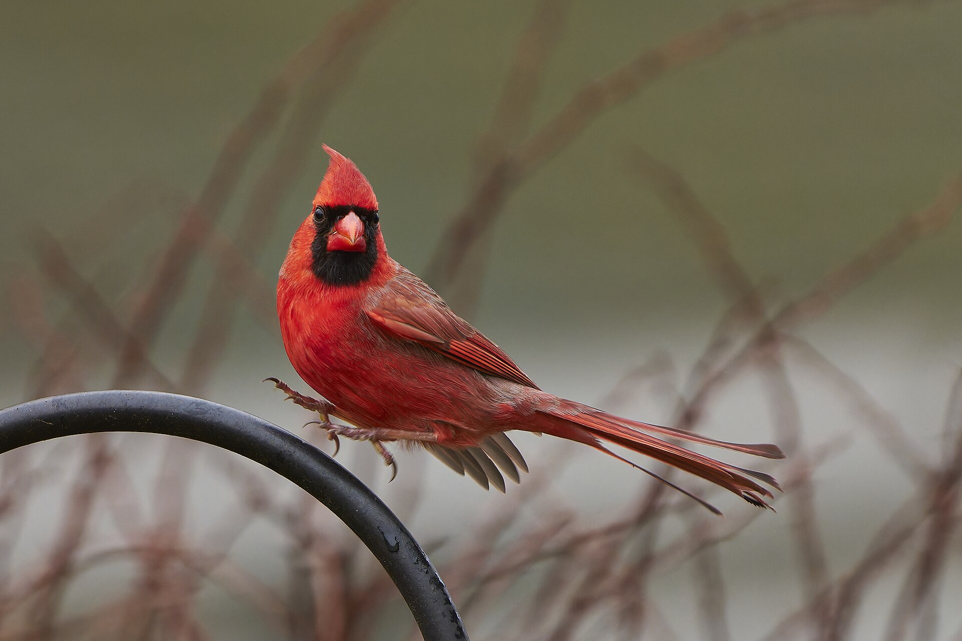 Backyard Bird Identification for Beginners - Paul Danese photo (CC BY-SA 4.0, via Wikimedia Commons)