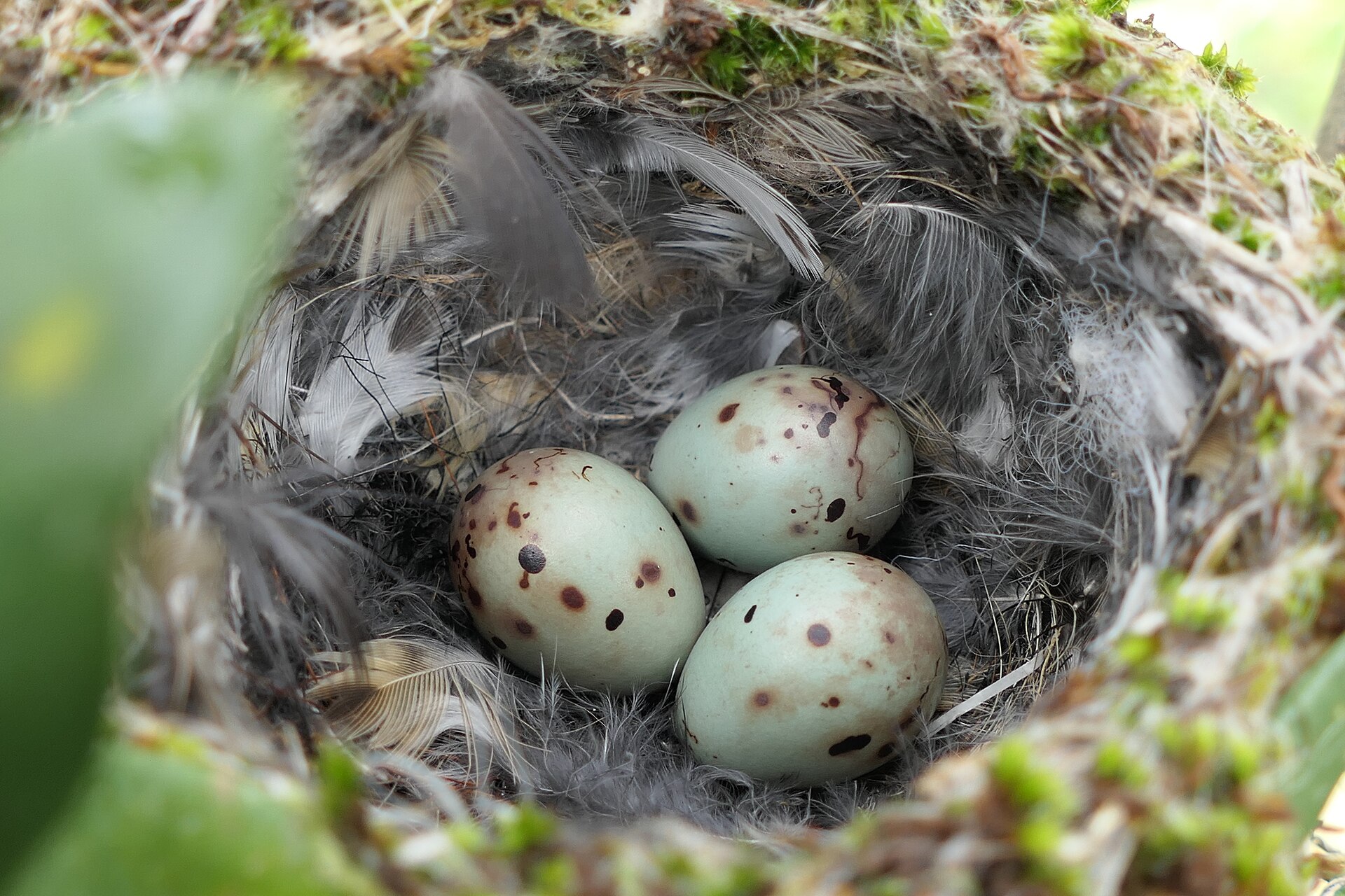 Why Do Birds Build Different Types of Nests? - Petro Stelte photo (CC BY-SA 4.0, via Wikimedia Commons)