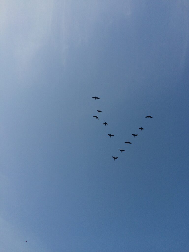 Why Do Birds Fly in a V Formation? - Aaditya Rauniyar photo (CC BY-SA 4.0, via Wikimedia Commons)