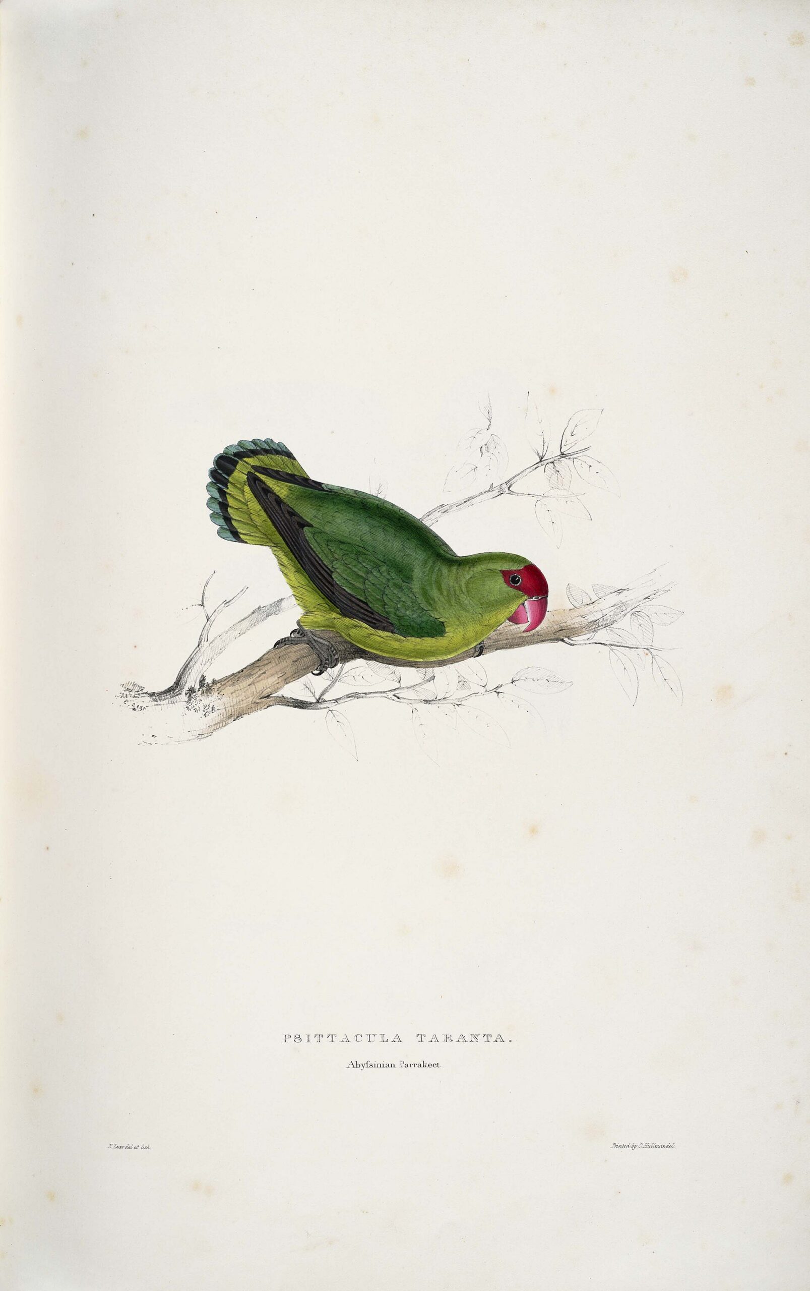 Abyssinian Lovebird Abyssinian Lovebird ()