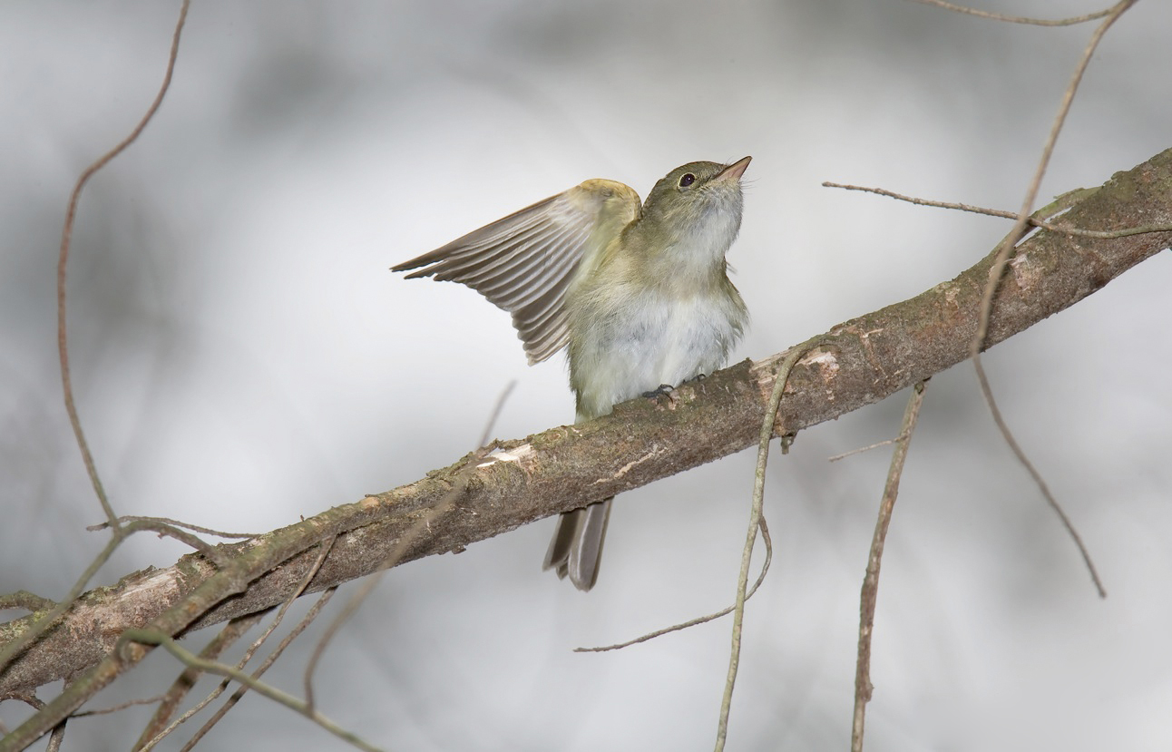 Acadian Flycatcher ()