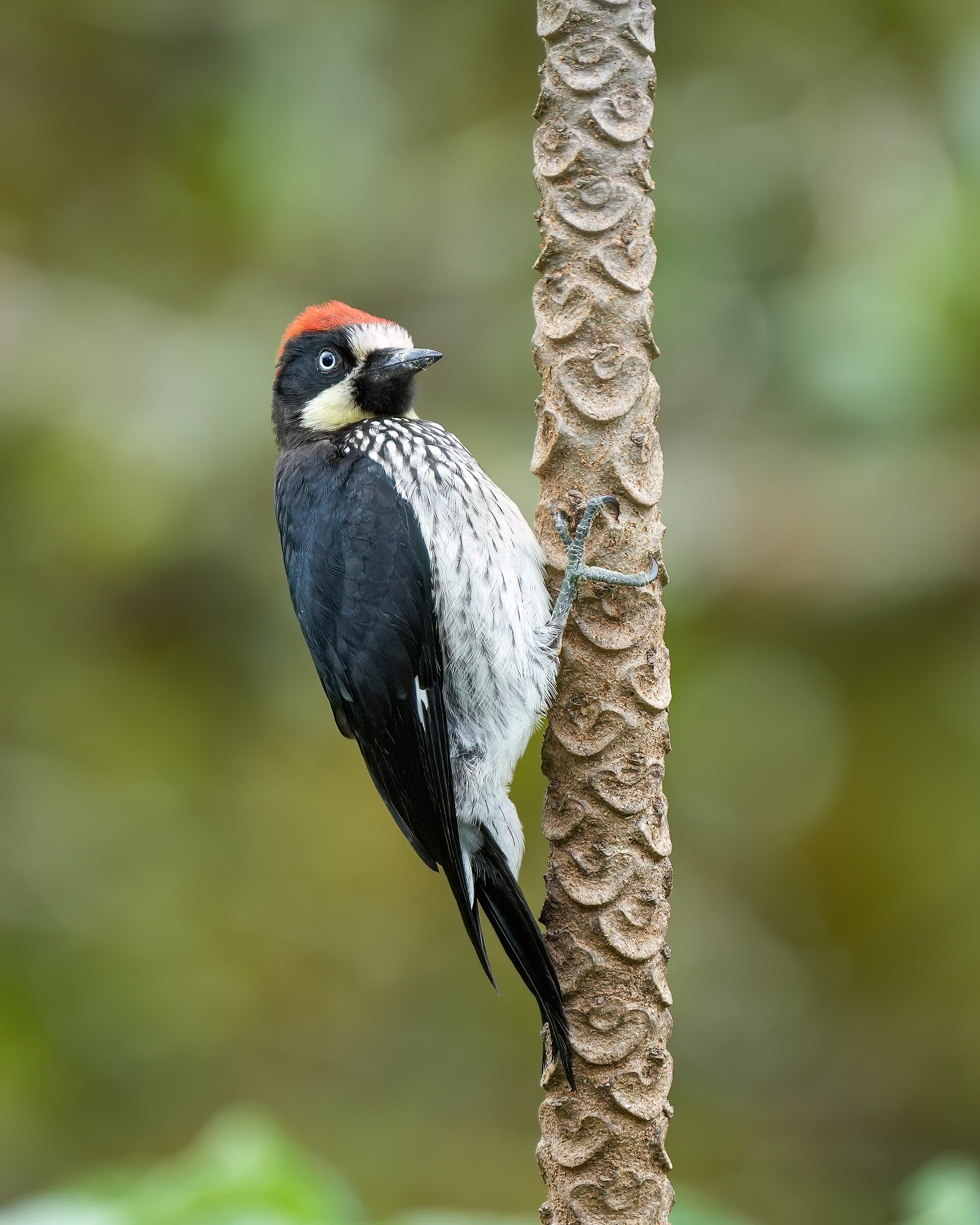 Acorn Woodpecker ()