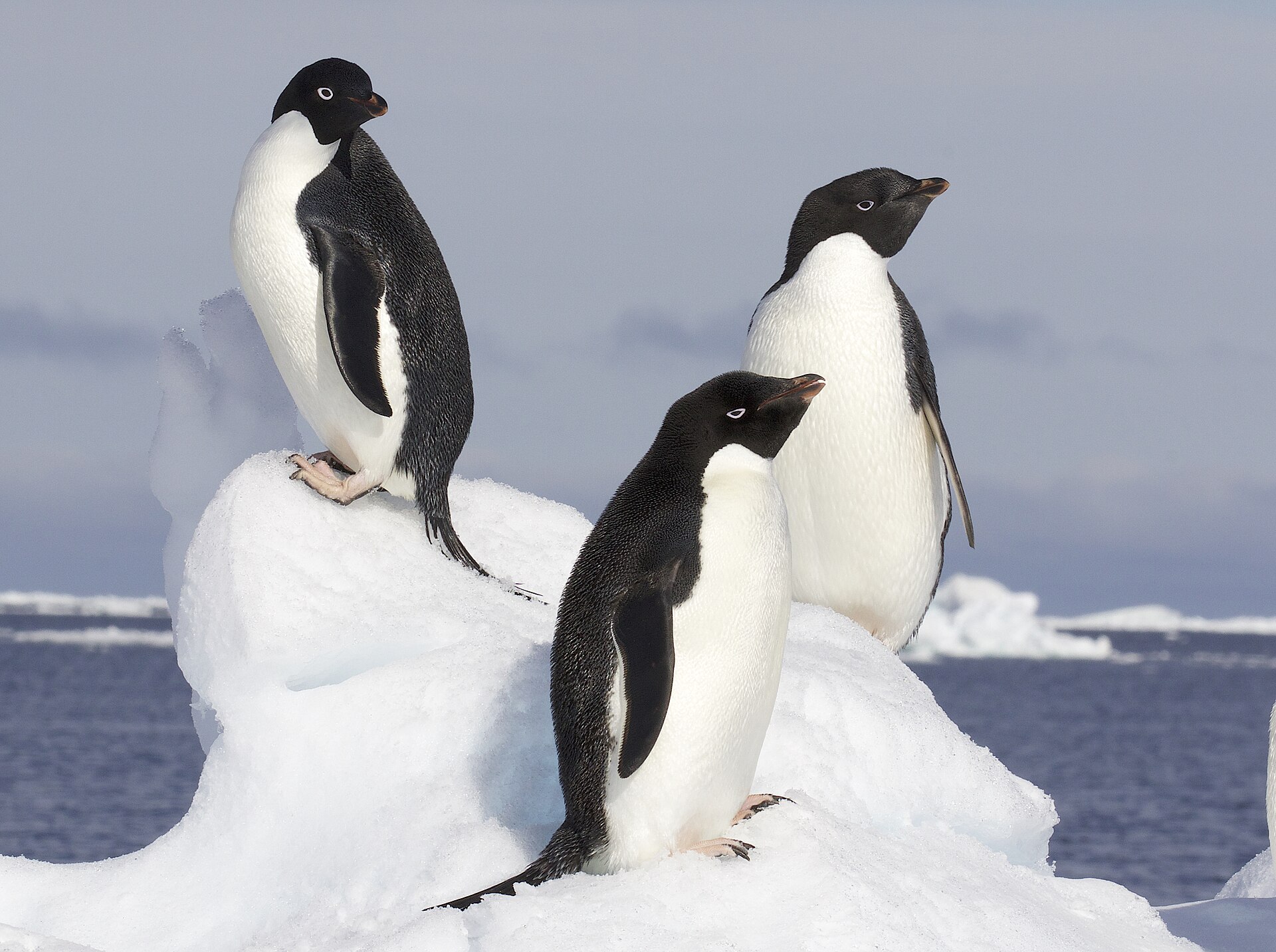 Adelie Penguin Adelie Penguin (Pygoscelis adeliae)
