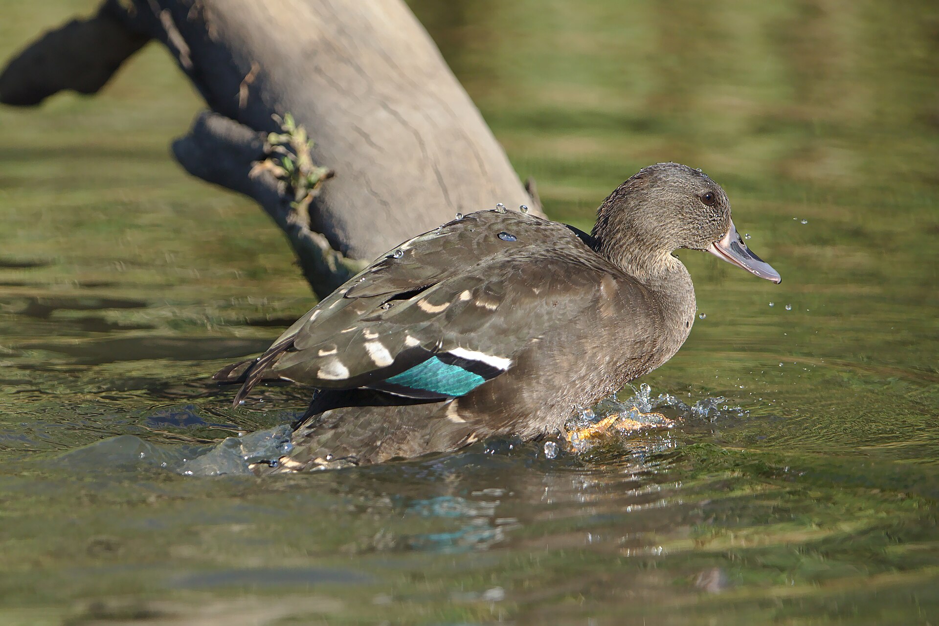 African Black Duck ()