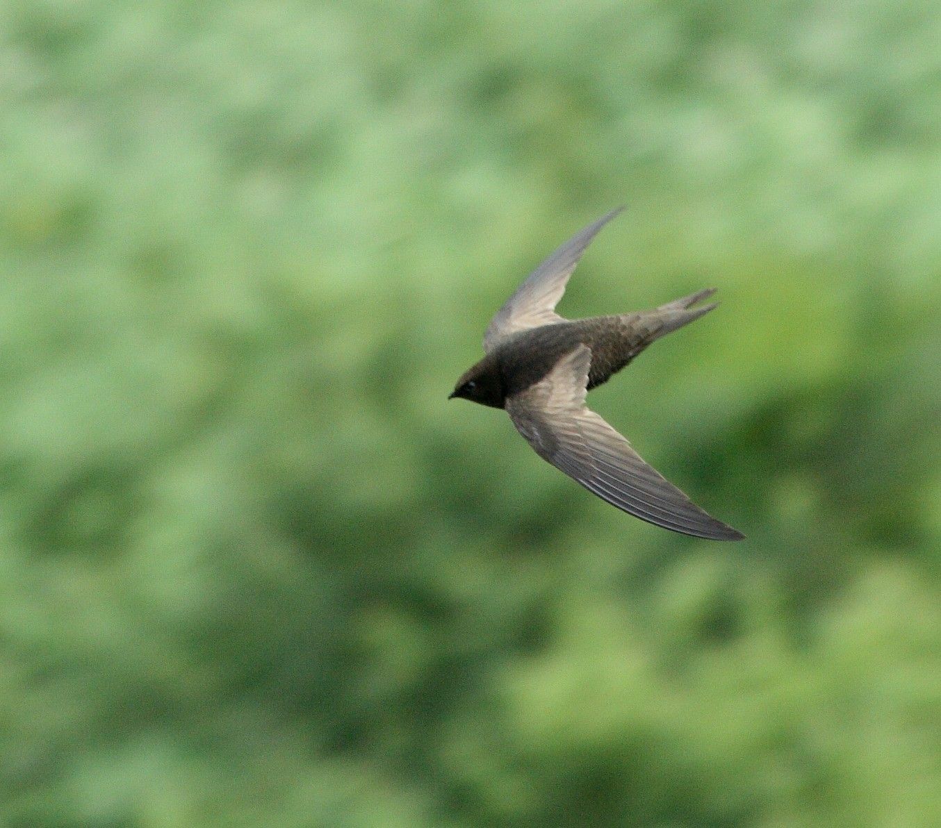 African Black Swift (Apus barbatus)