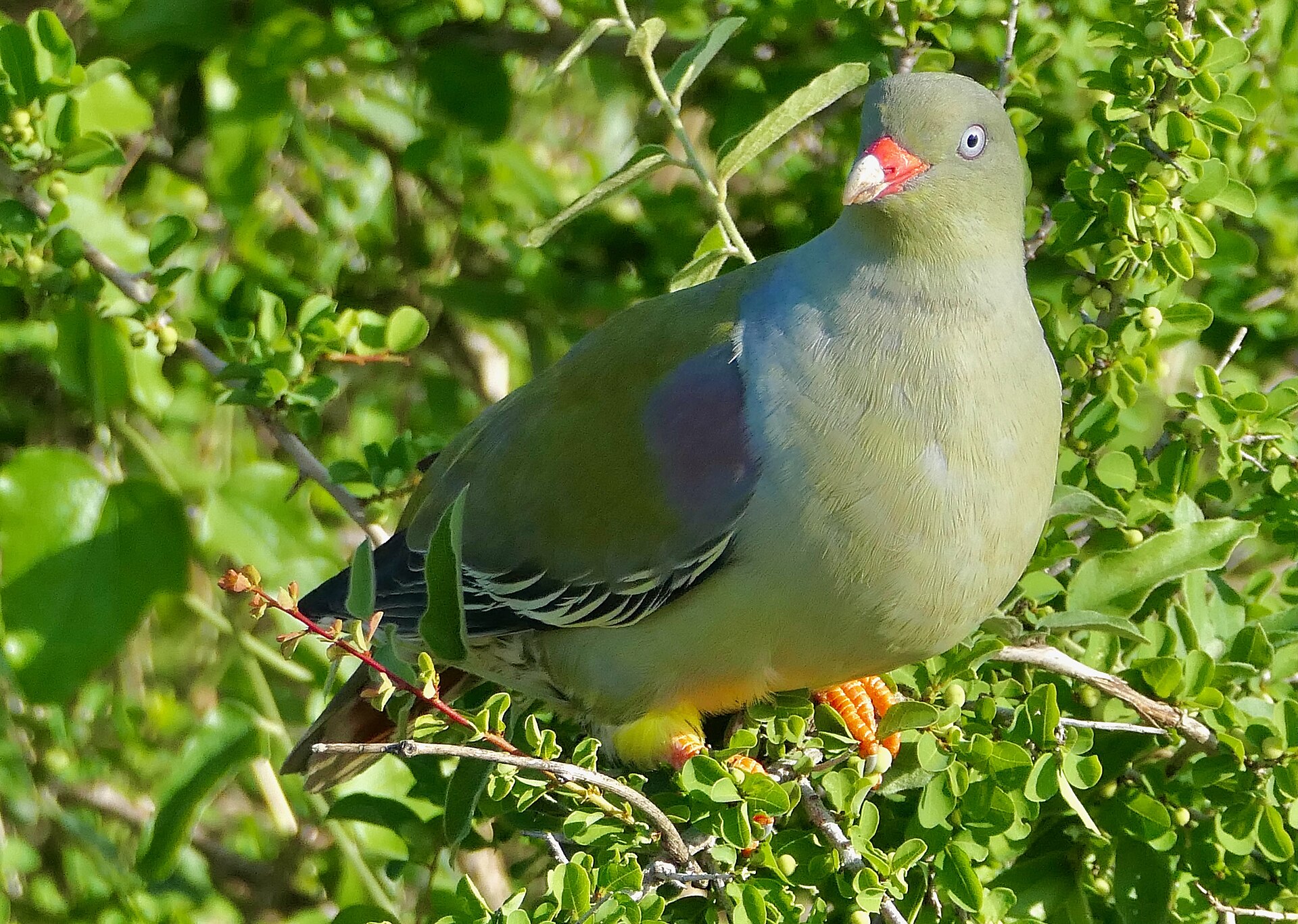 African Green Pigeon (Treron calvus)