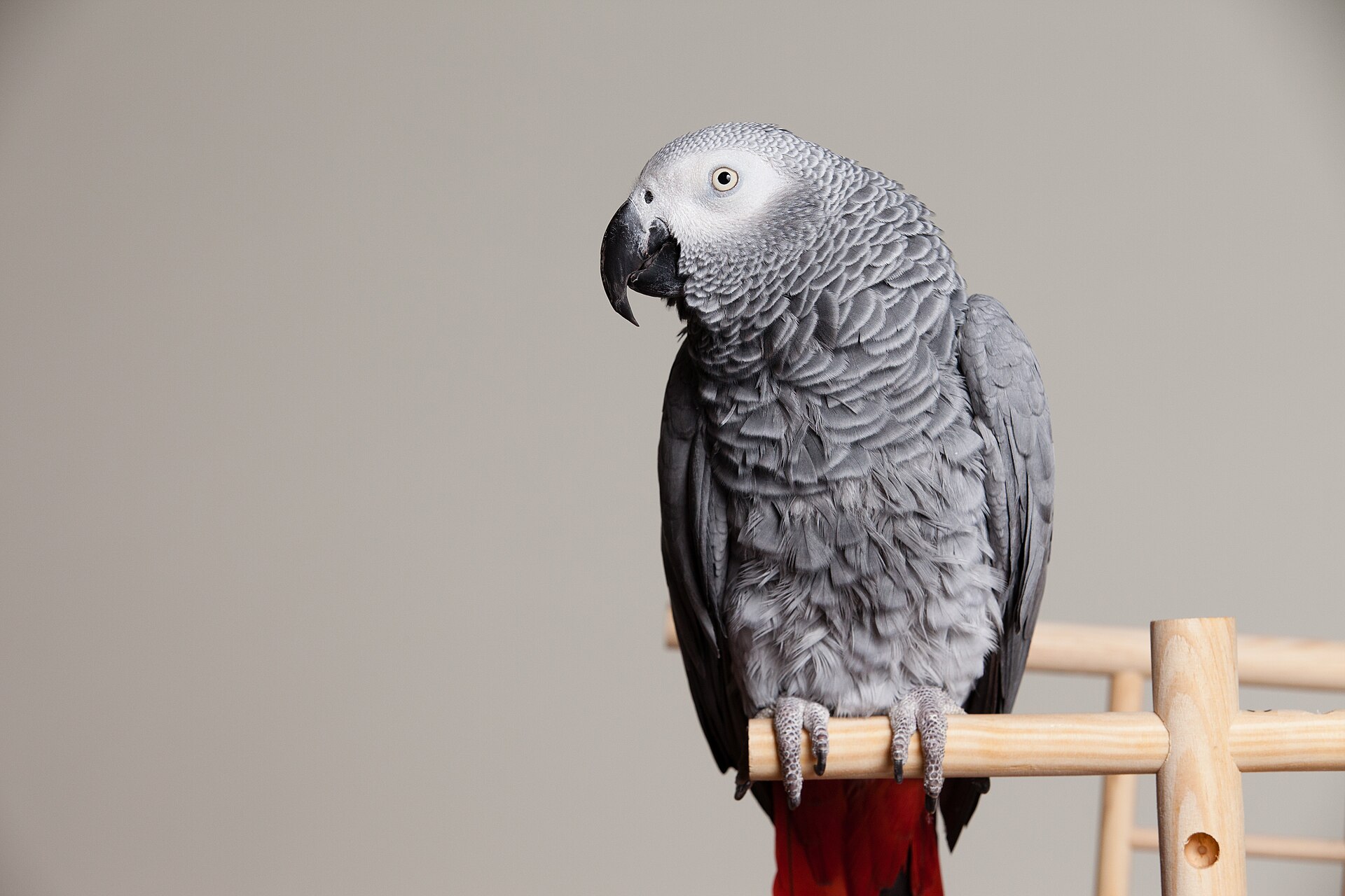 African Grey Parrot ()