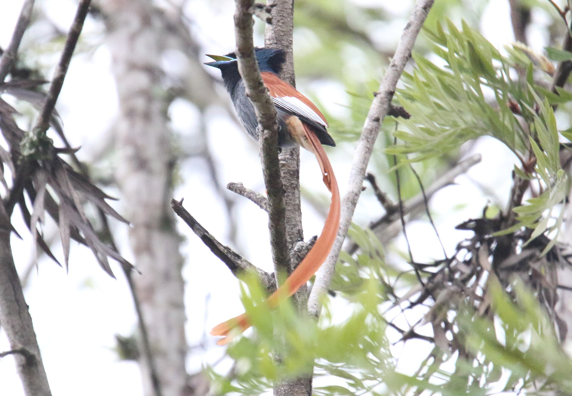 African Paradise Flycatcher (Terpsiphone viridis)