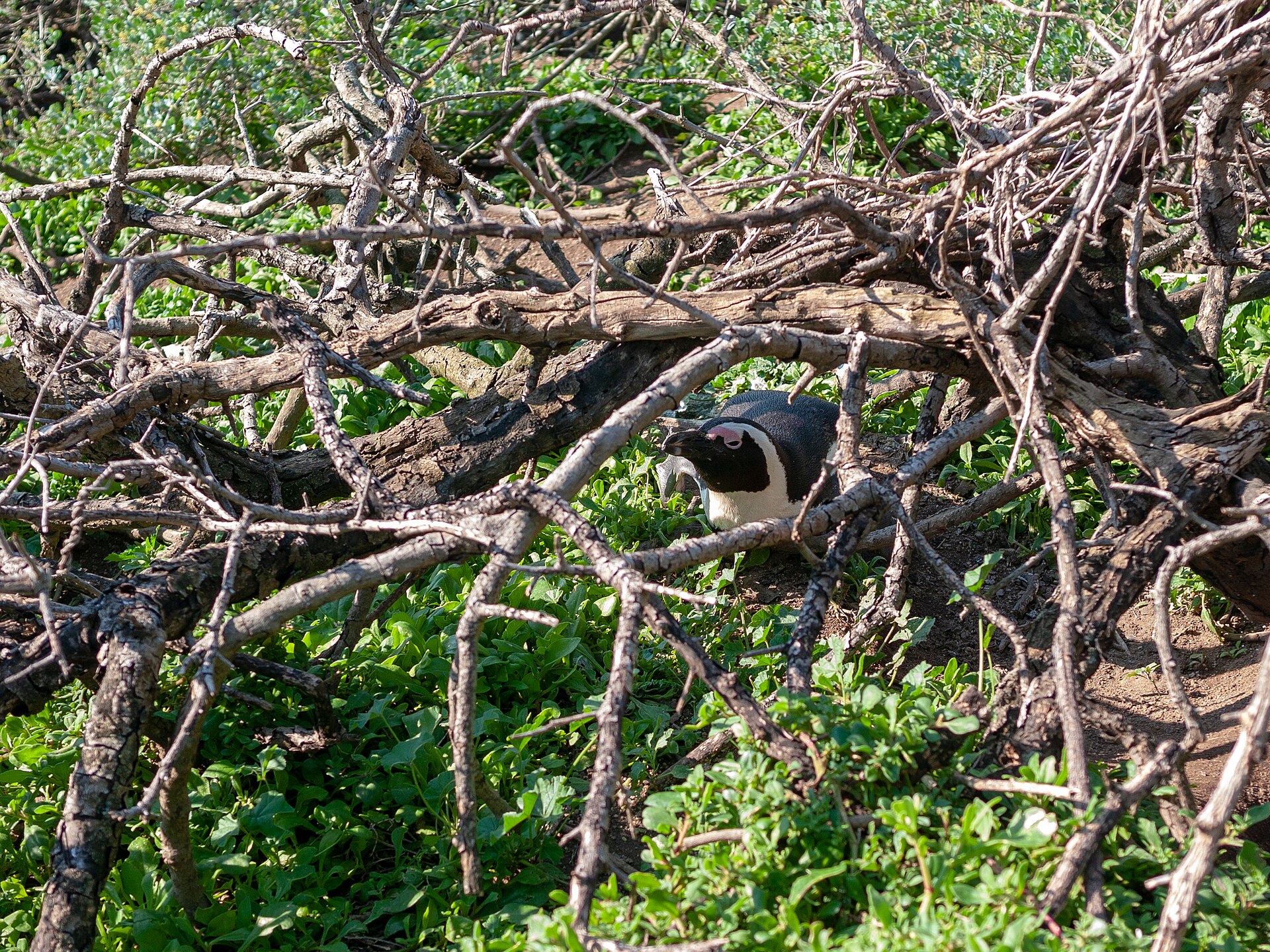 African Penguin (Spheniscus demersus)