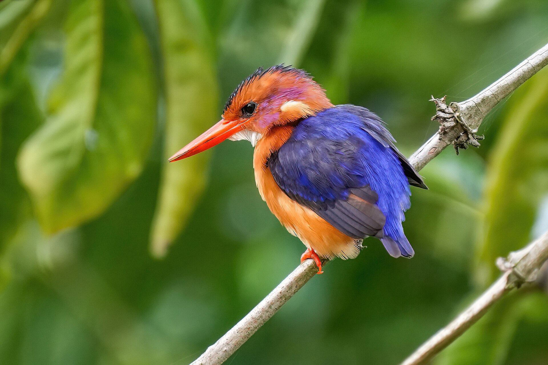 african pygmy kingfisher