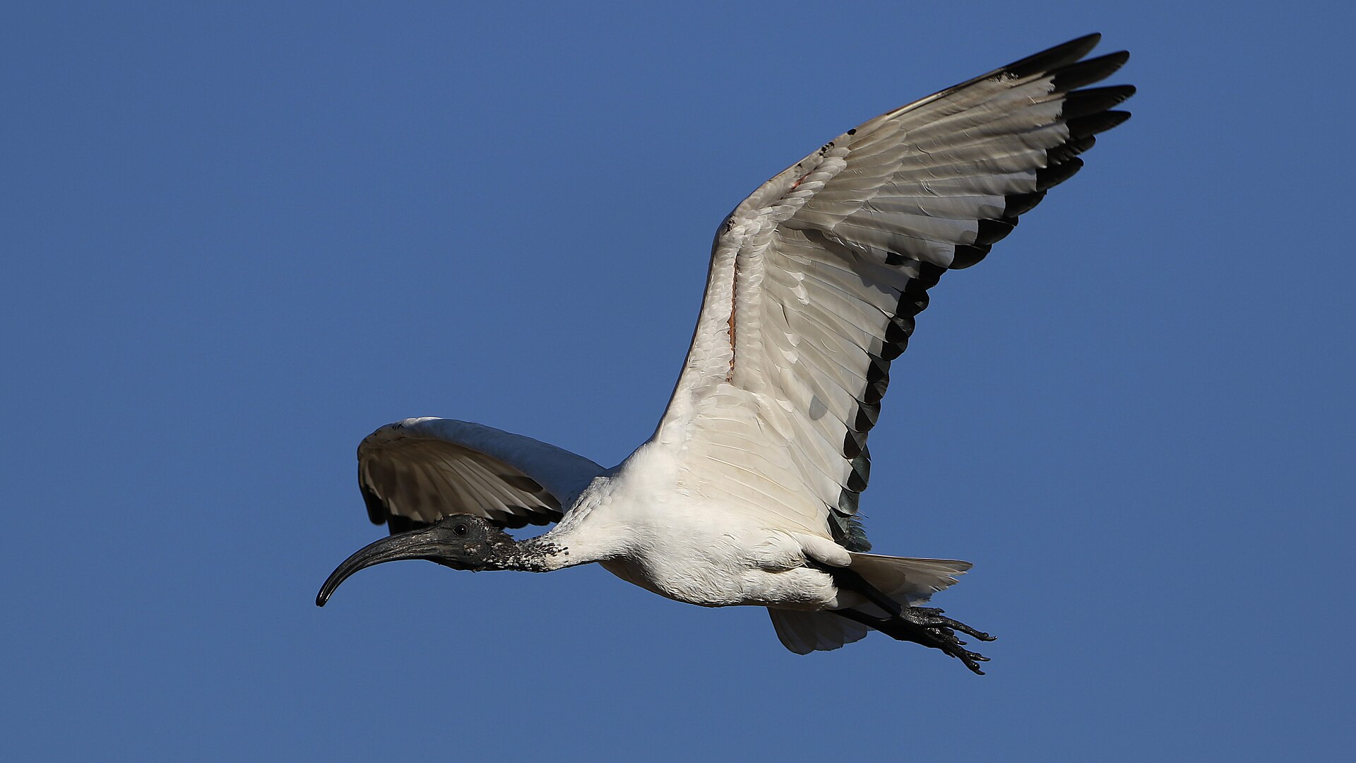 African Sacred Ibis (Threskiornis aethiopicus)