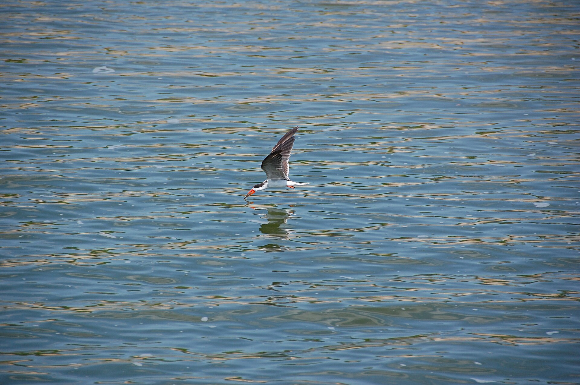 African Skimmer African Skimmer (Rynchops flavirostris)