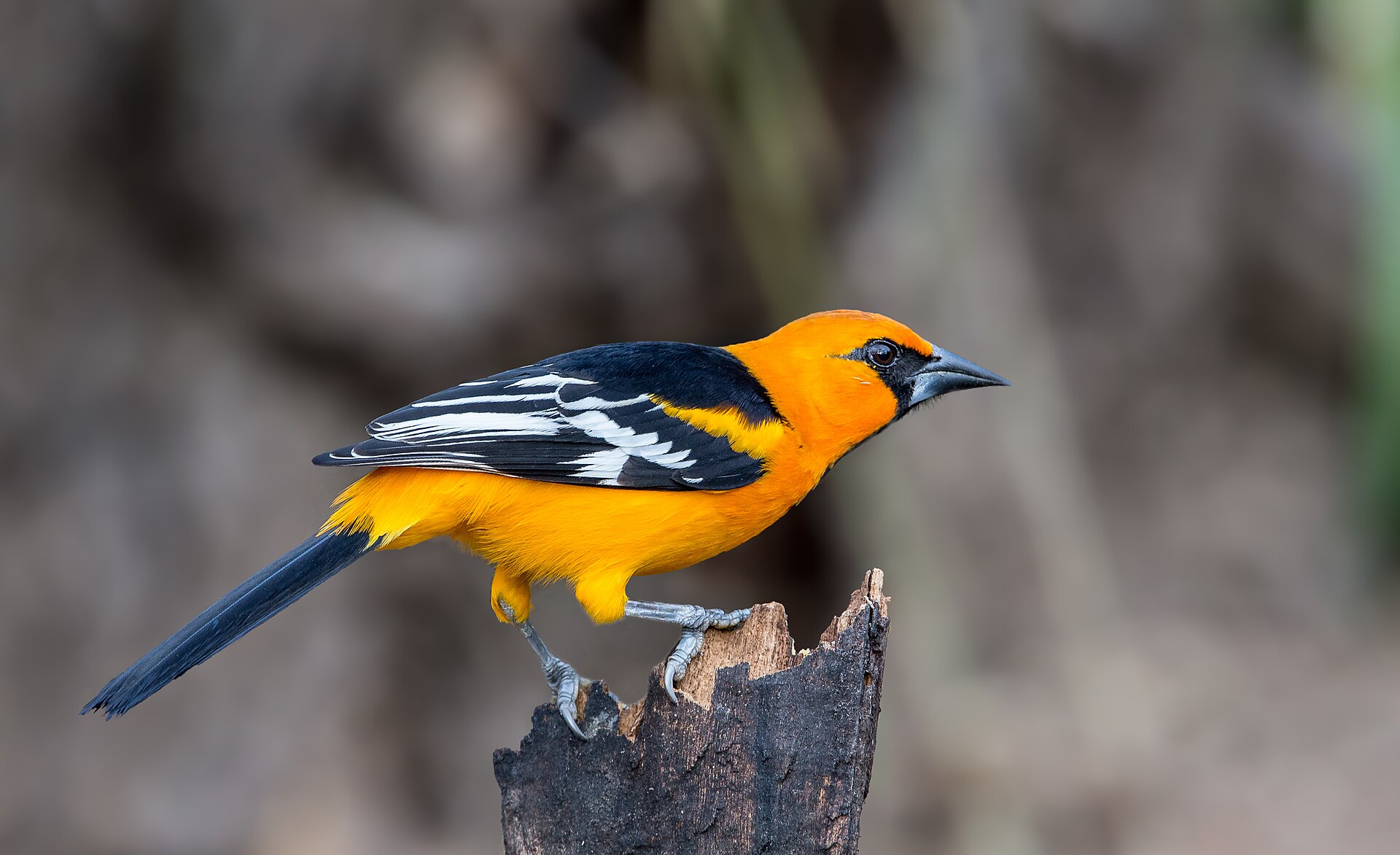 Altamira Oriole ()