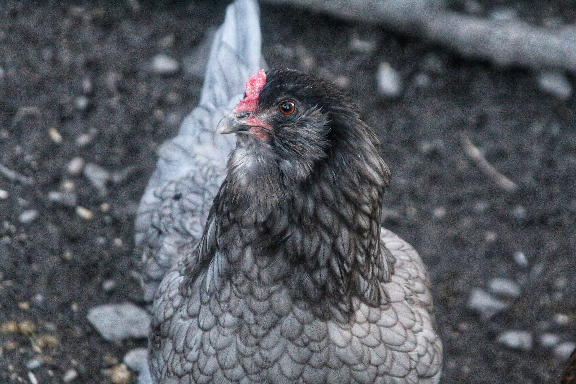 Ameraucana Chicken ()