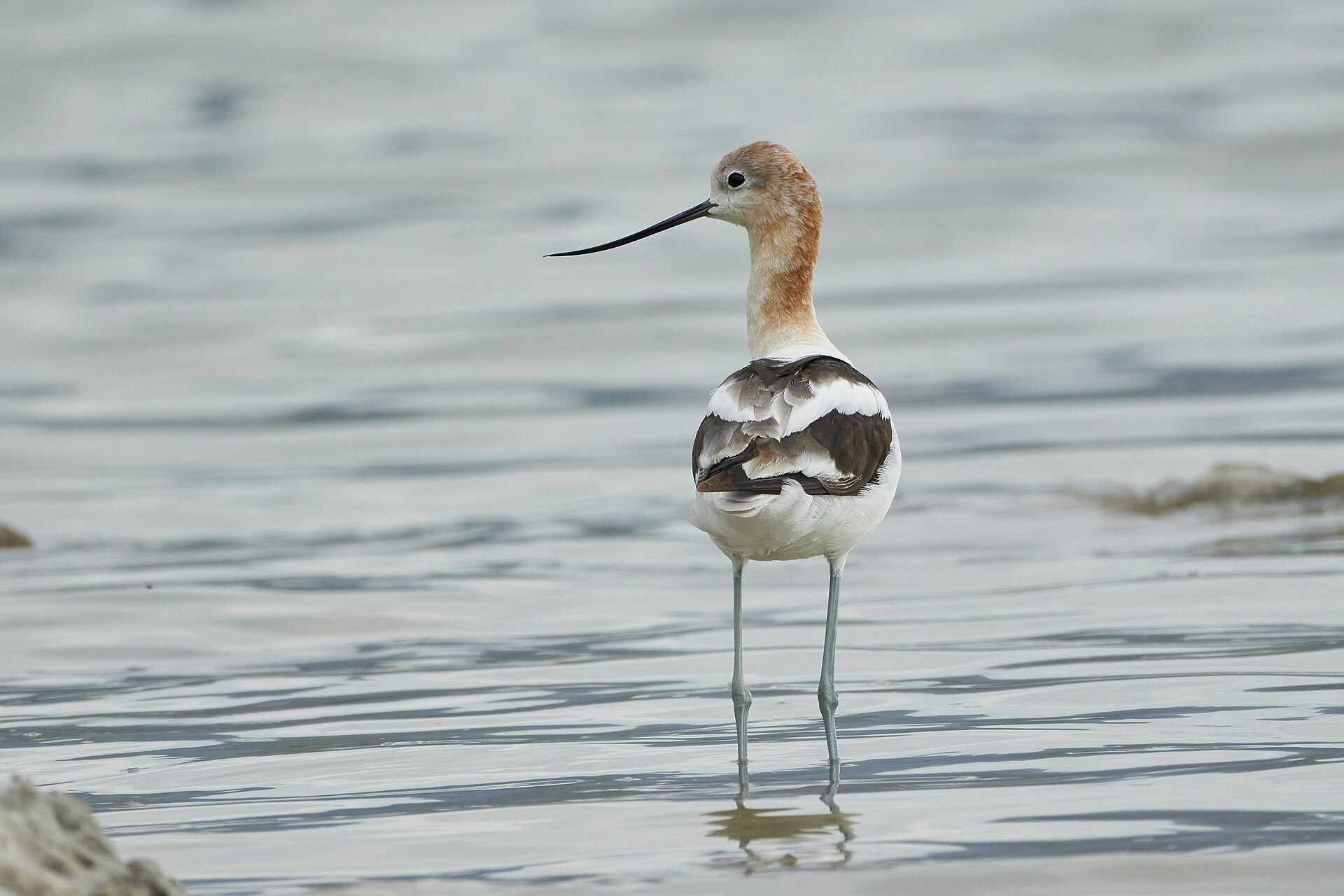 american avocet
