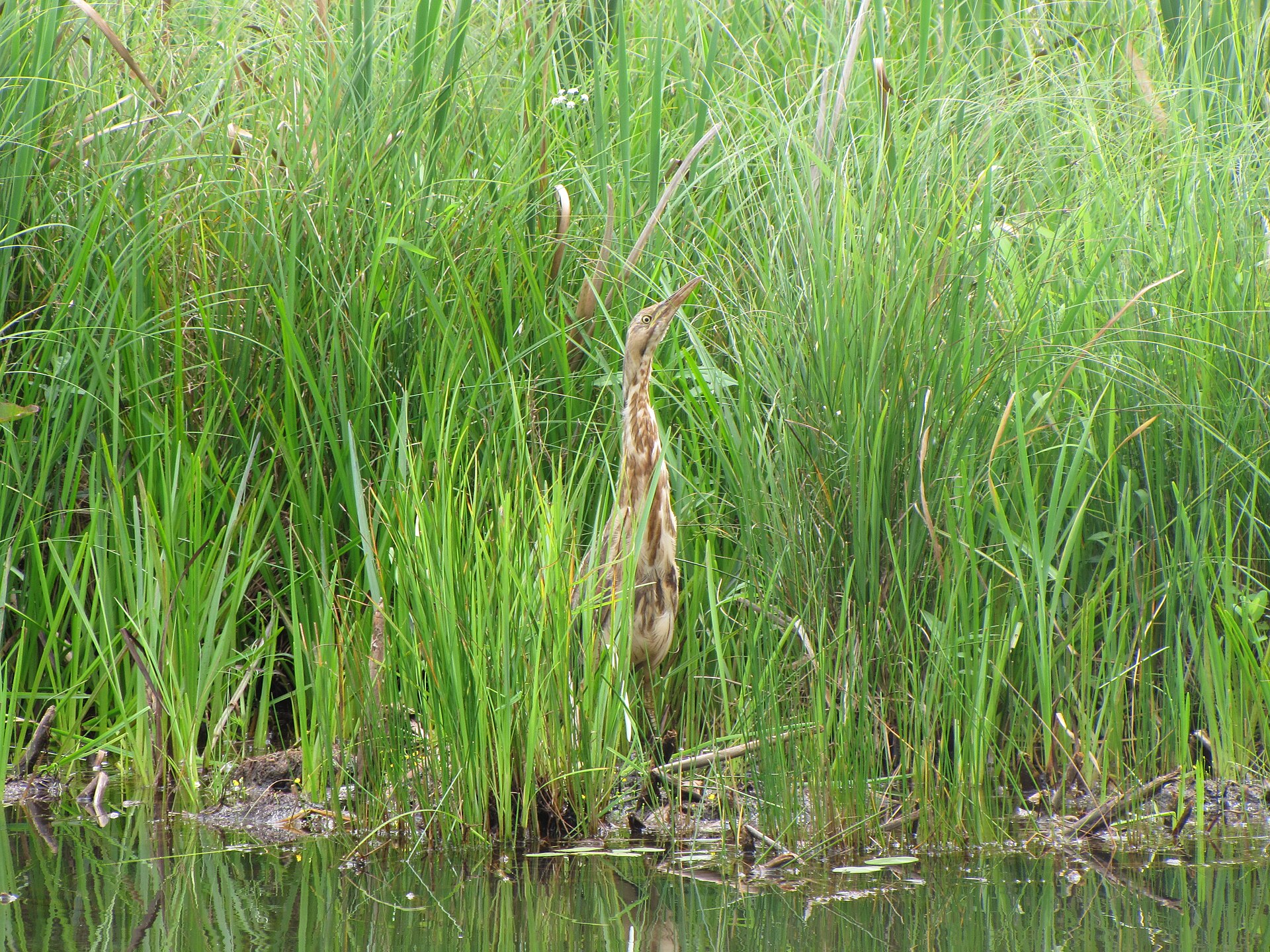 American Bittern Vocalization (Botaurus lentiginosus)