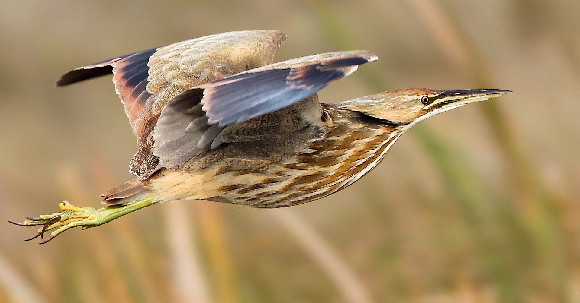 American Bittern American Bittern (Botaurus lentiginosus)