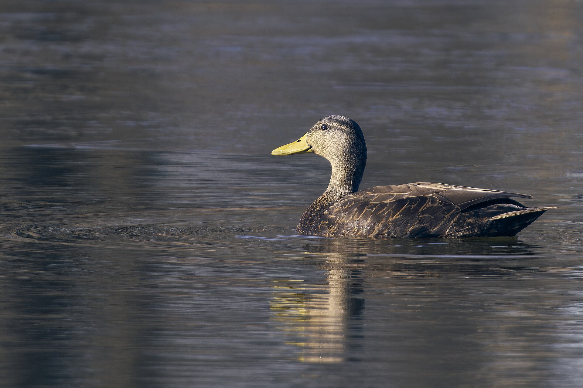 American Black Duck ()