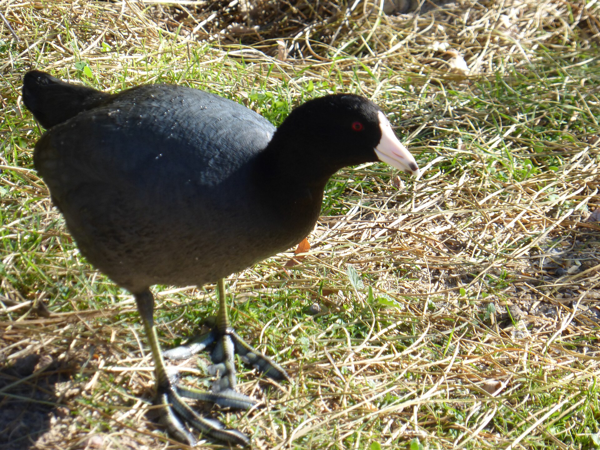 American Coot American Coot (Fulica americana)