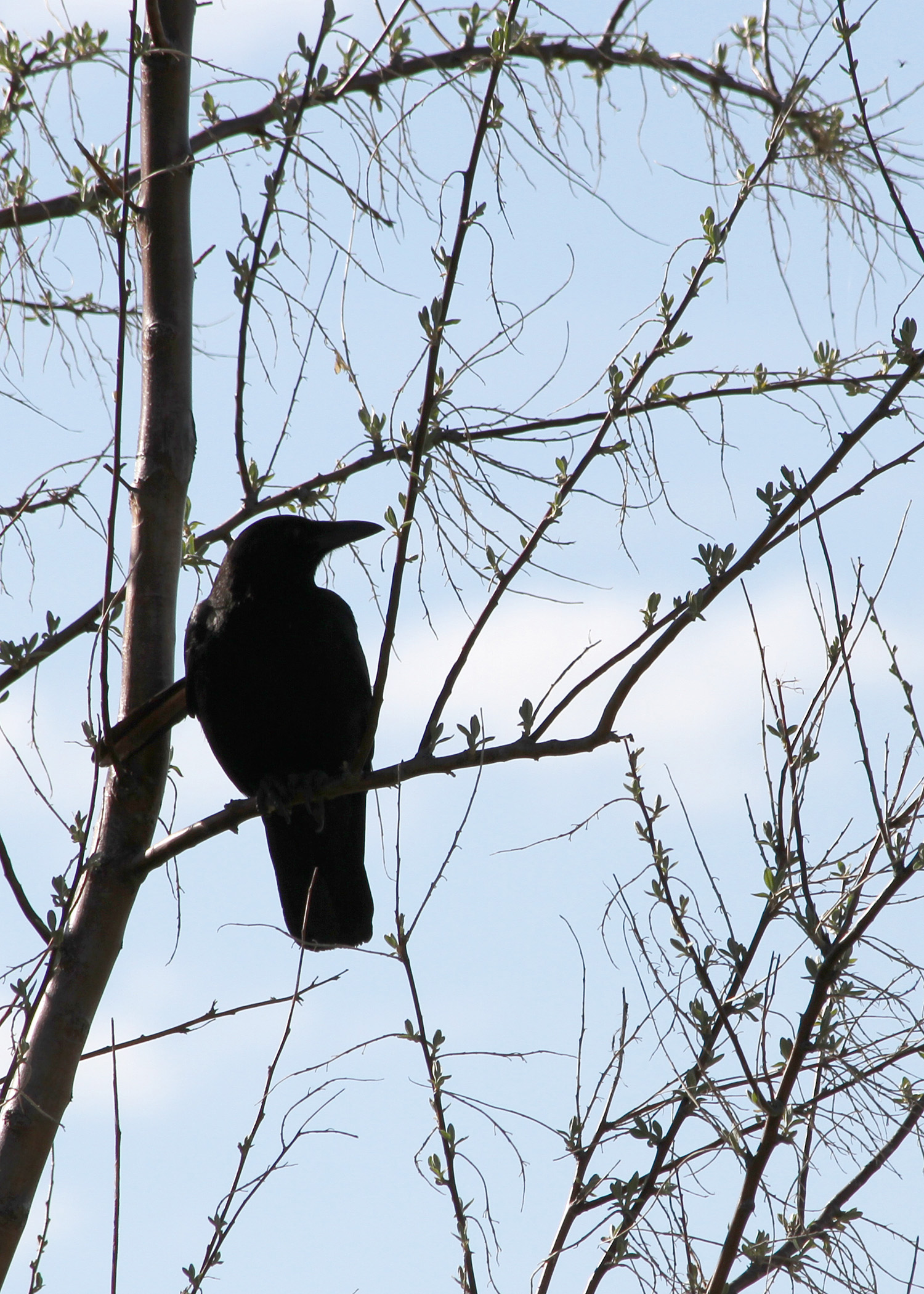 American Crow Caw ()