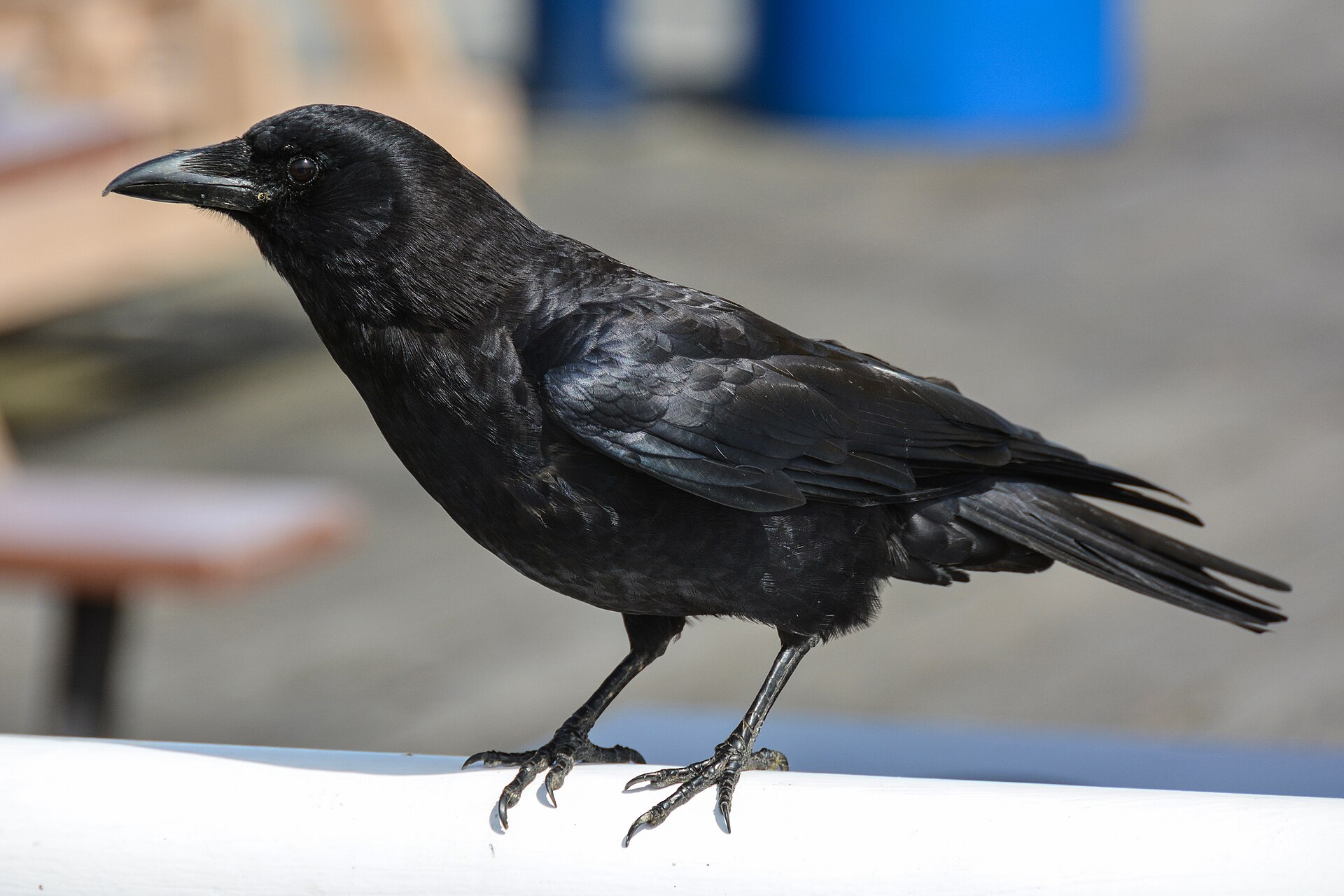 American Crow American Crow (Corvus brachyrhynchos)