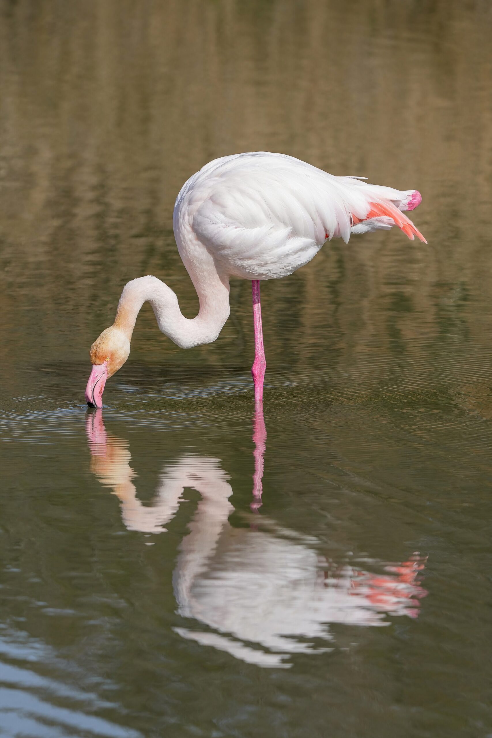 American Flamingo American Flamingo (Phoenicopterus ruber)