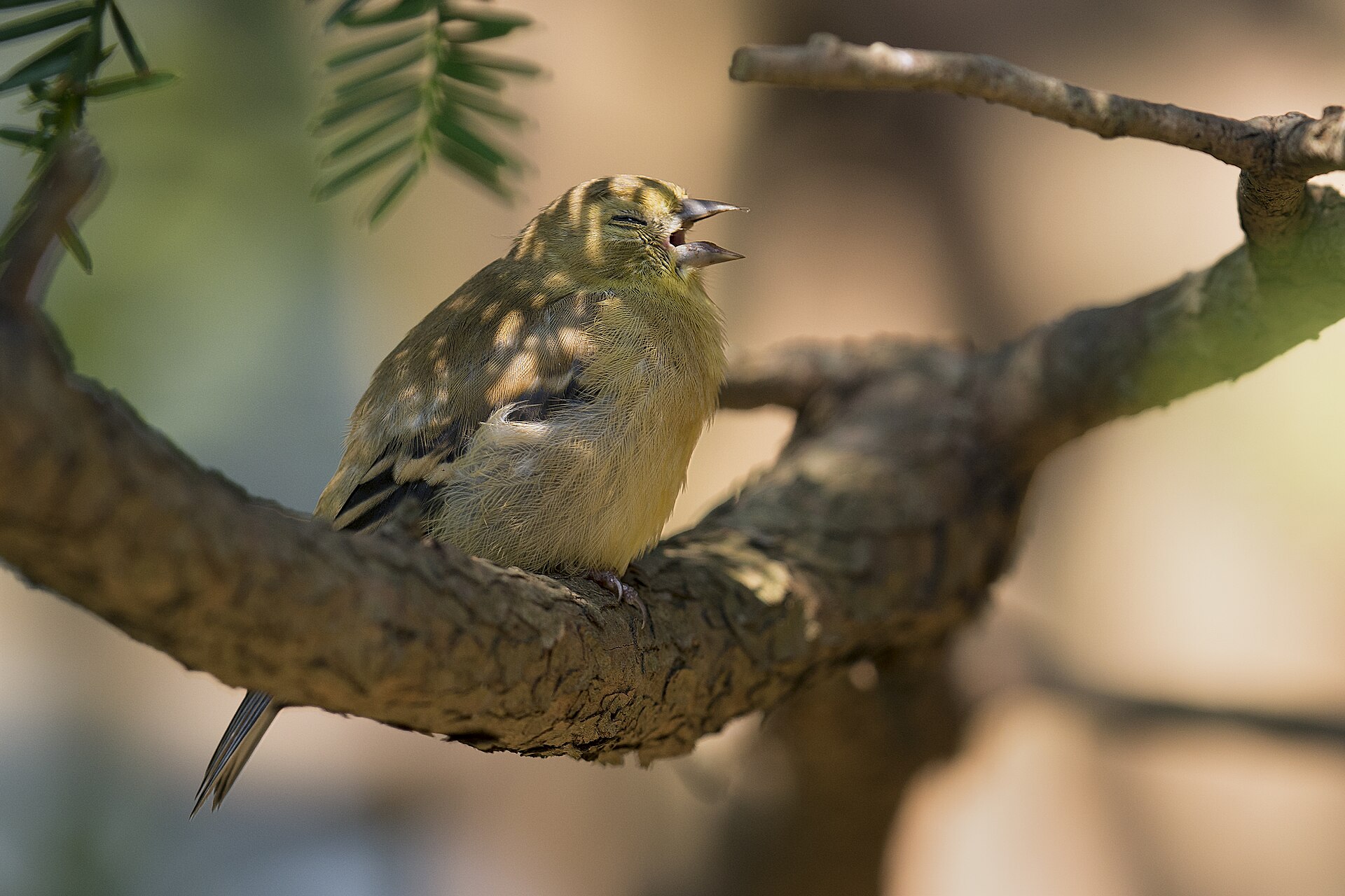 American Goldfinch Chirp ()