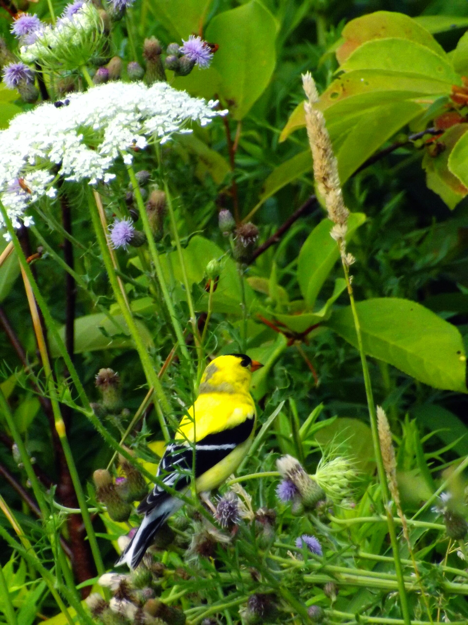 American Goldfinch Detail ()