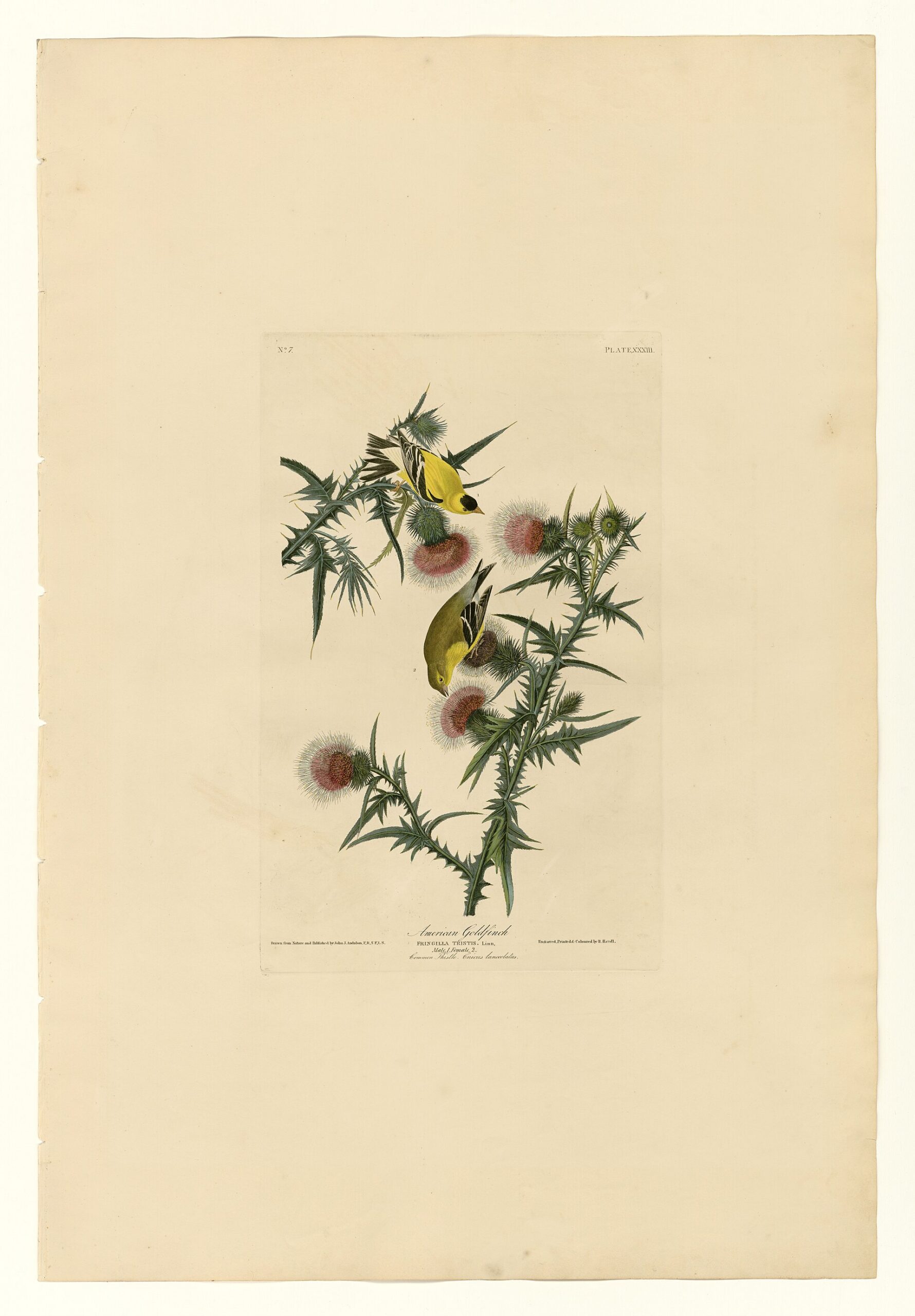 American Goldfinches Identified American Goldfinches Identified ()