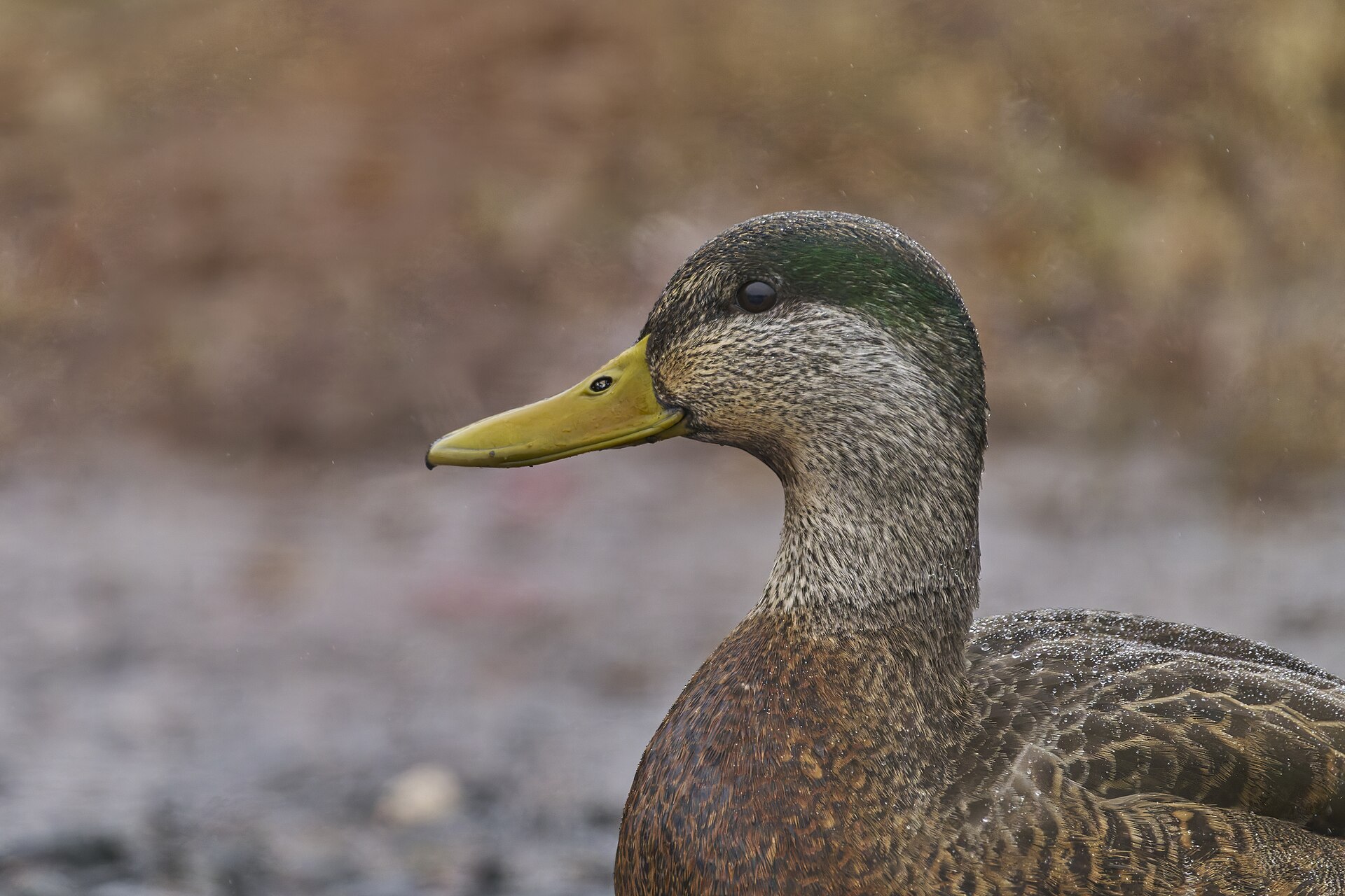 American Mallard ()
