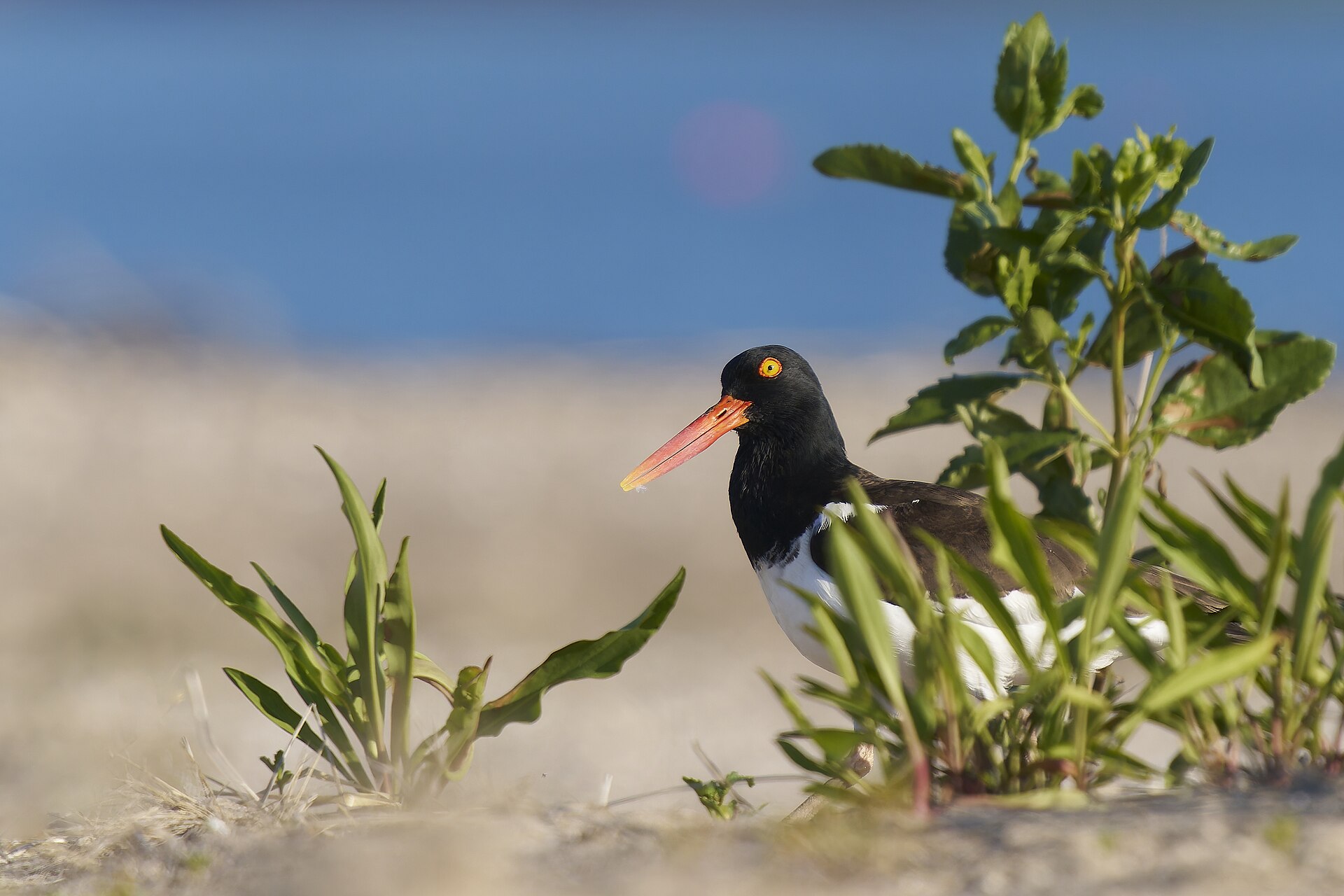 American Oystercatcher American Oystercatcher (Haematopus palliatus)