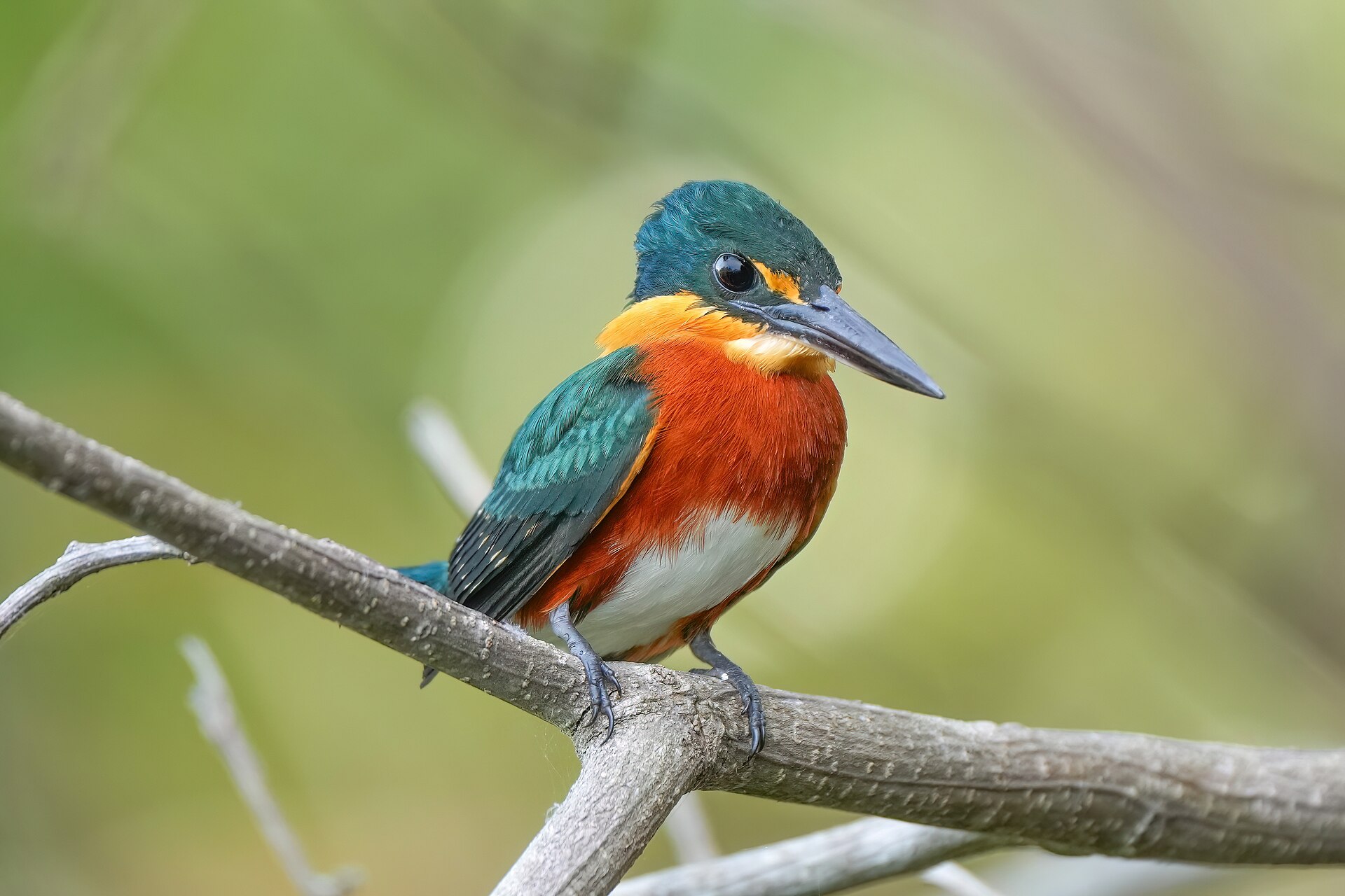 american pygmy kingfisher