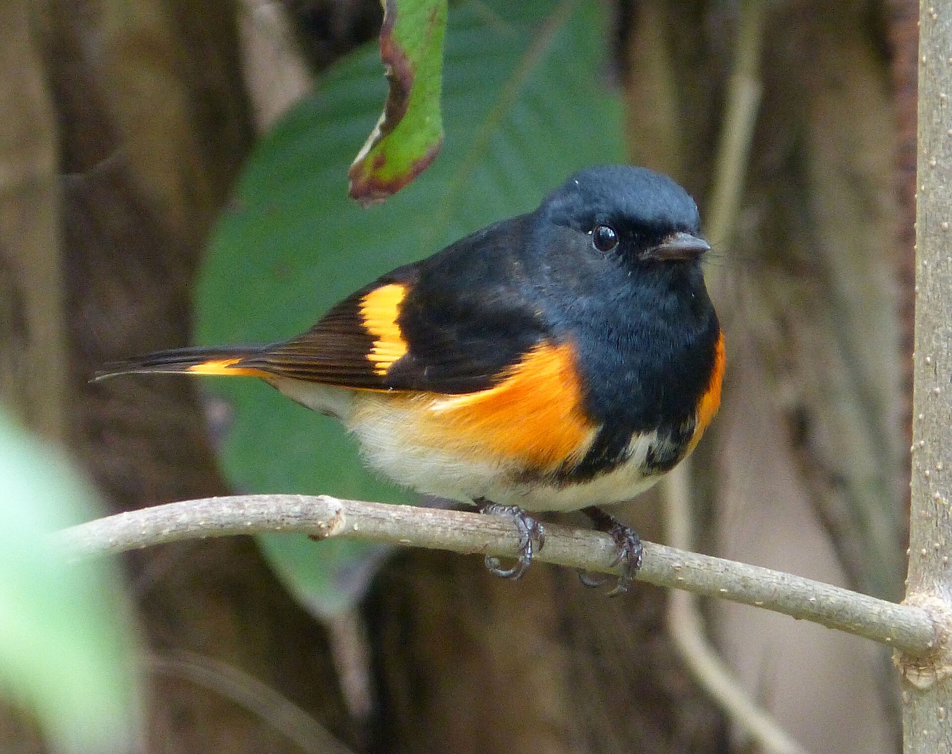 American Redstart American Redstart ()