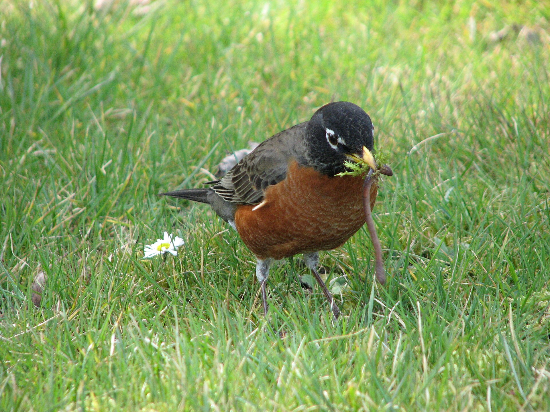 american robin