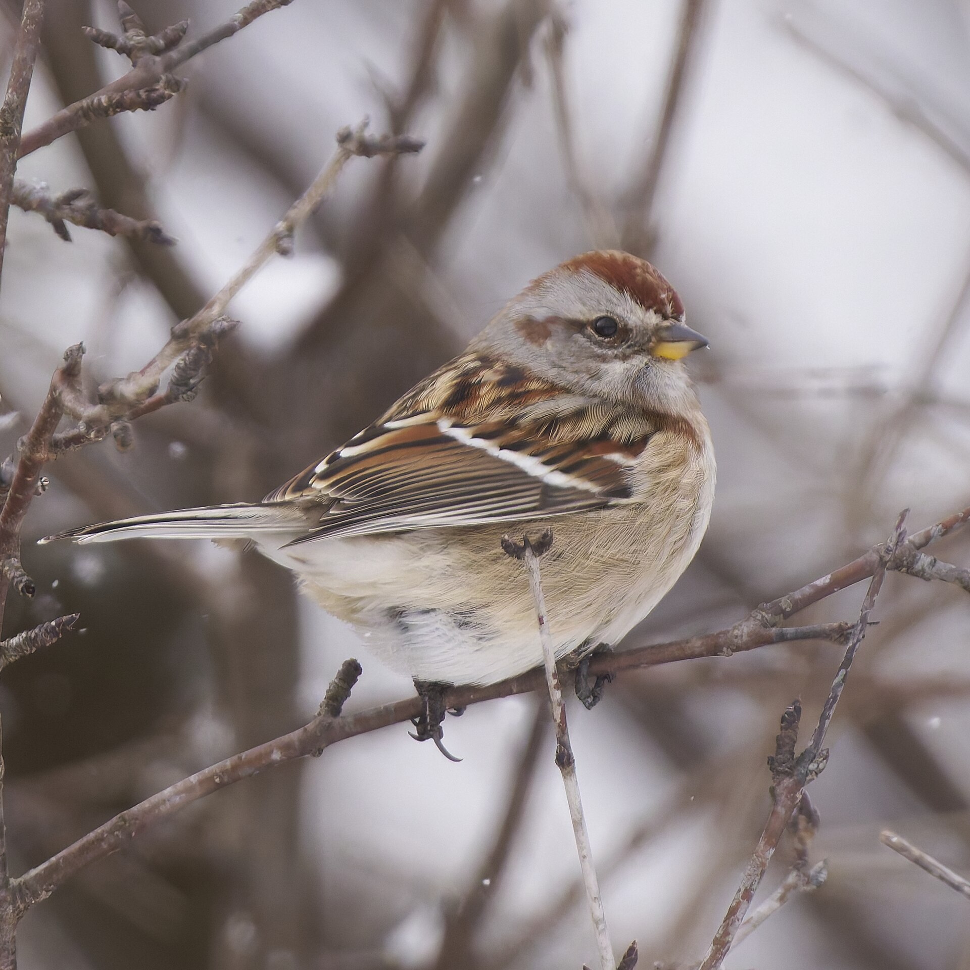 American Tree Sparrow ()