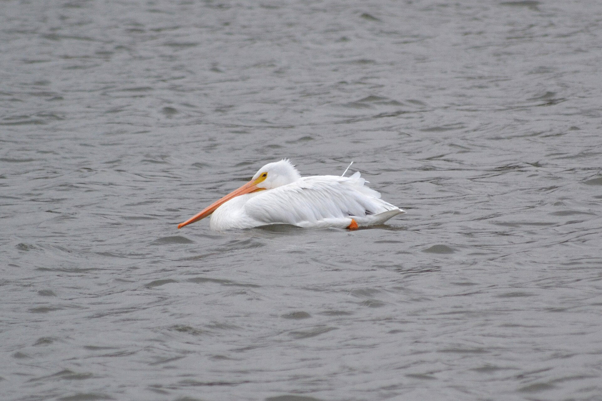 American White Pelican American White Pelican (Pelecanus erythrorhynchos)