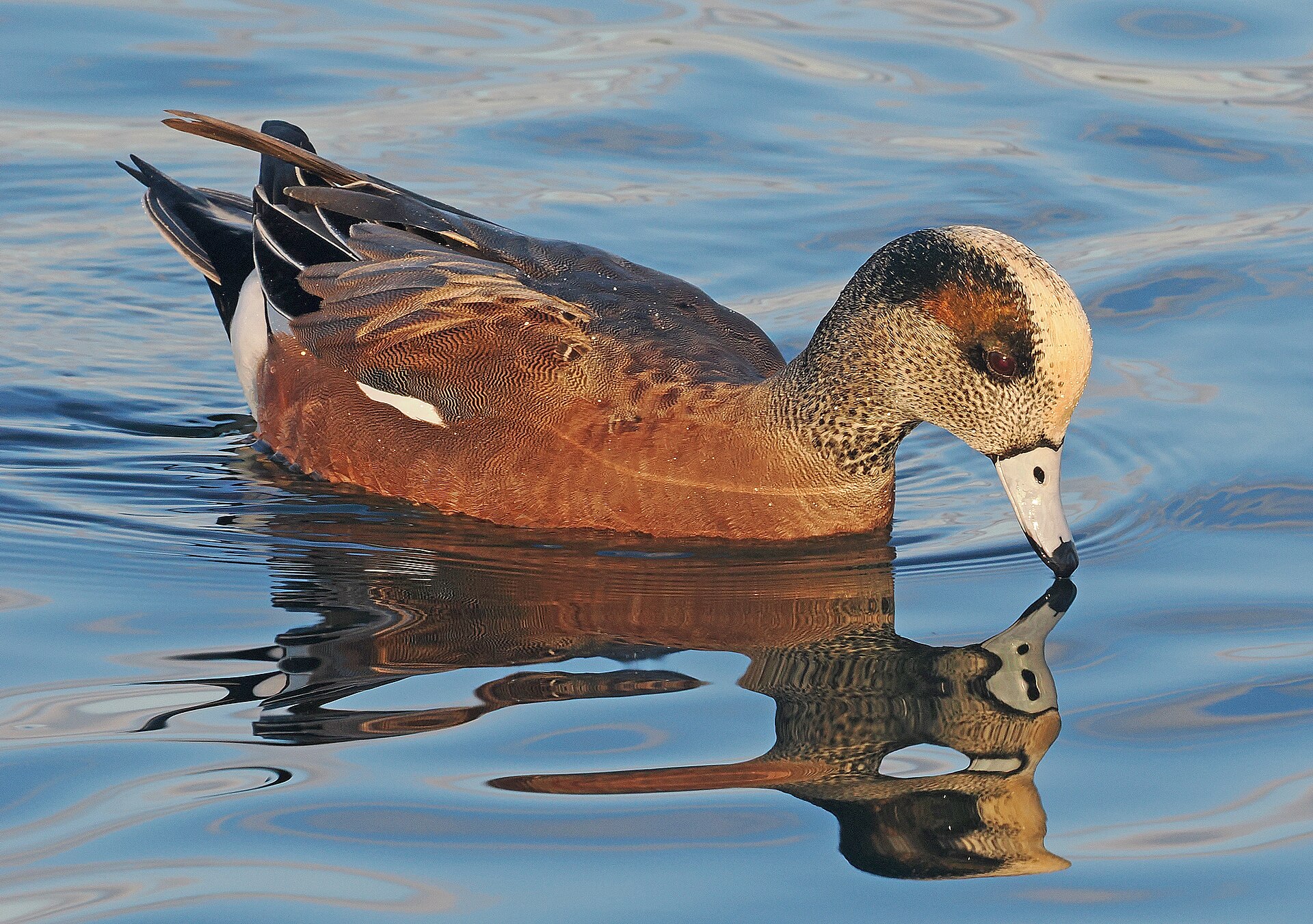 American Wigeon ()
