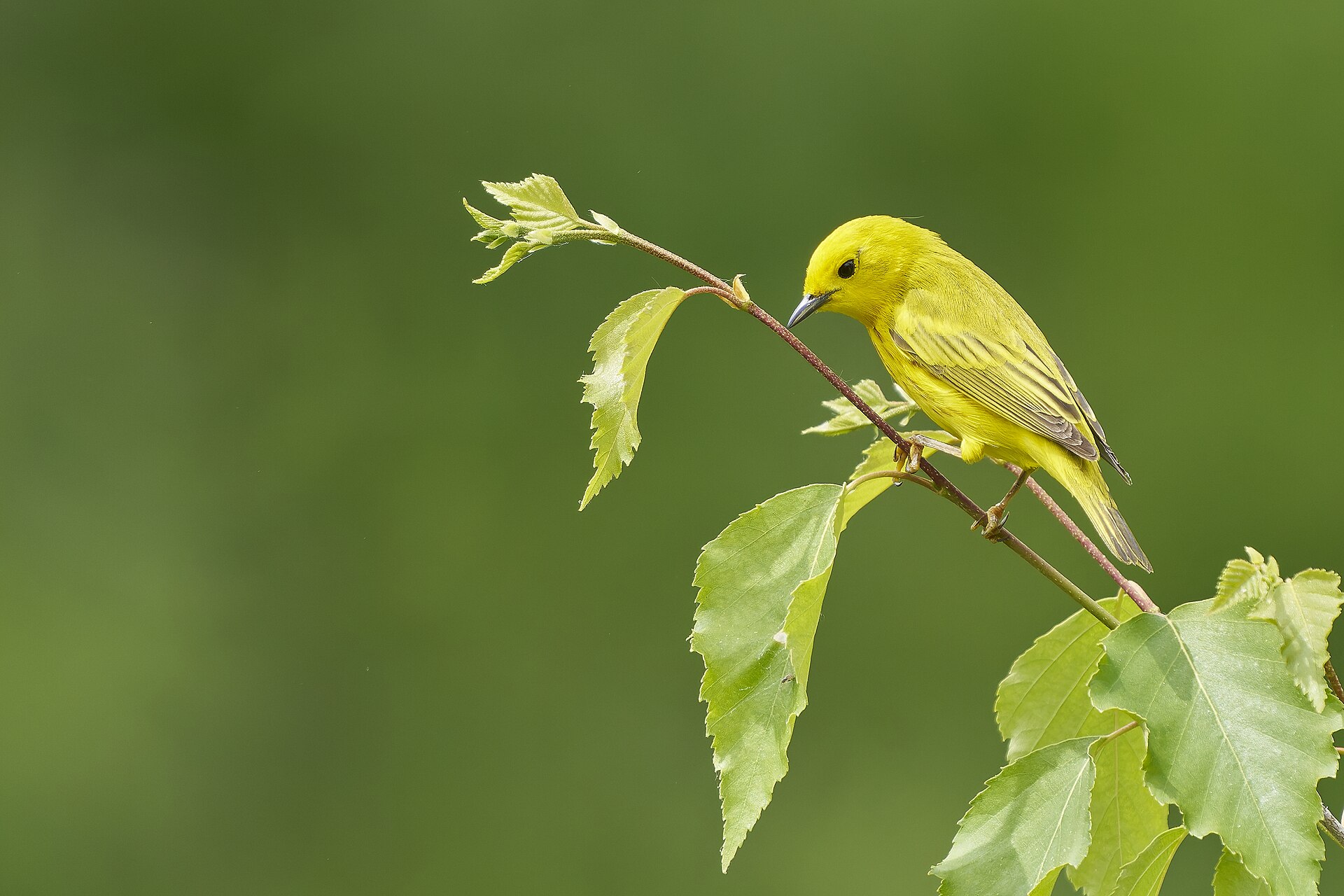 American Yellow Warbler (Setophaga aestiva)