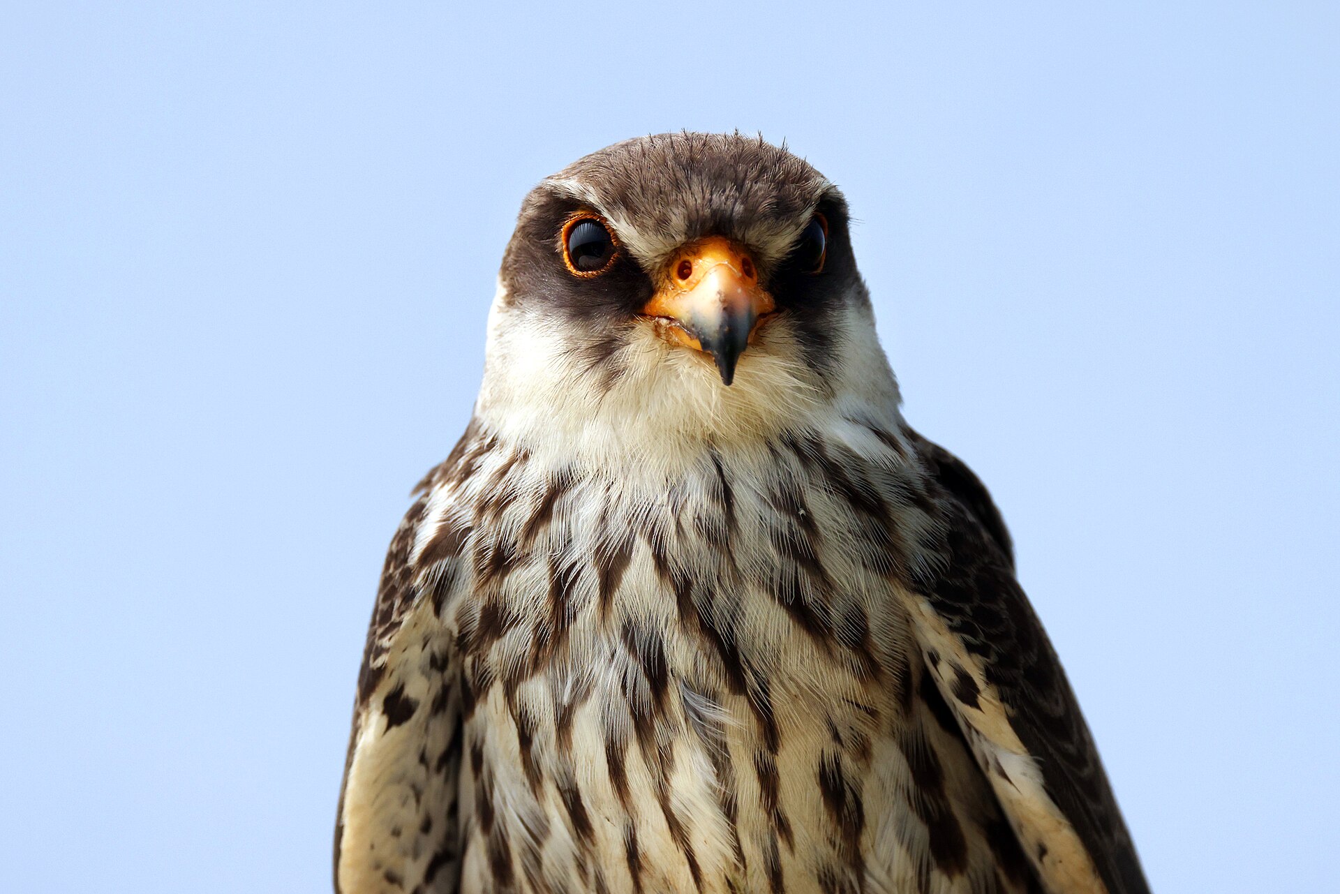 Amur Falcon Amur Falcon (Falco amurensis)