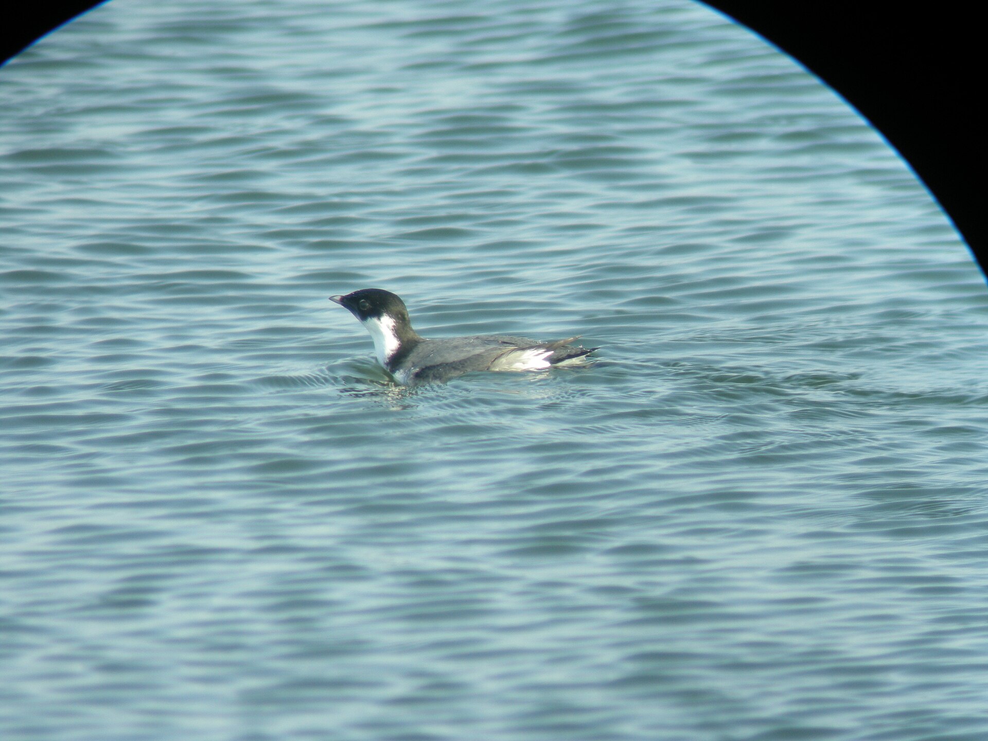 Ancient Murrelet ()