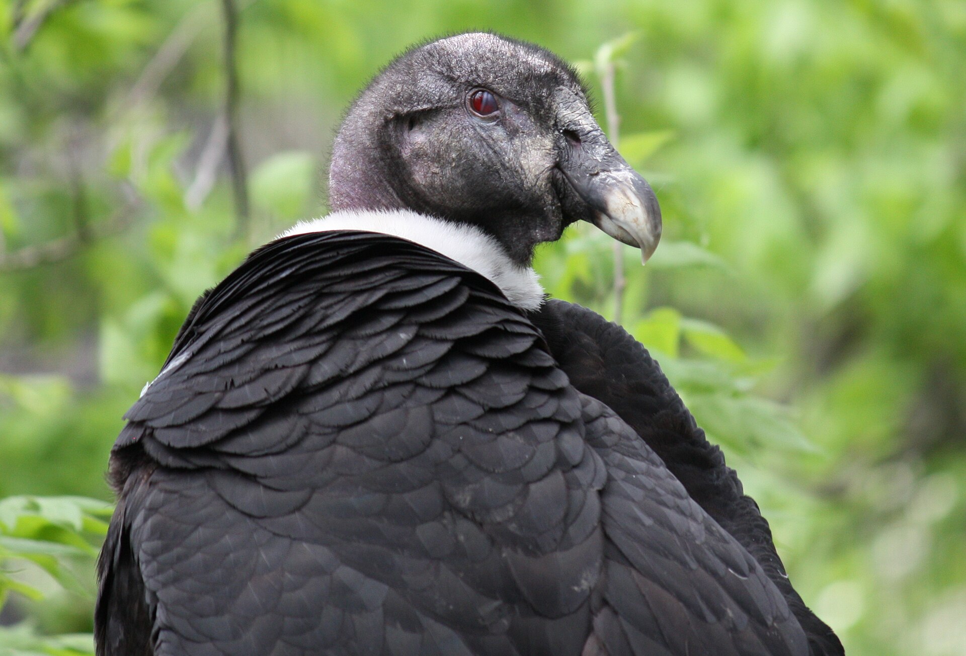 Andean Condor Andean Condor (Vultur gryphus)