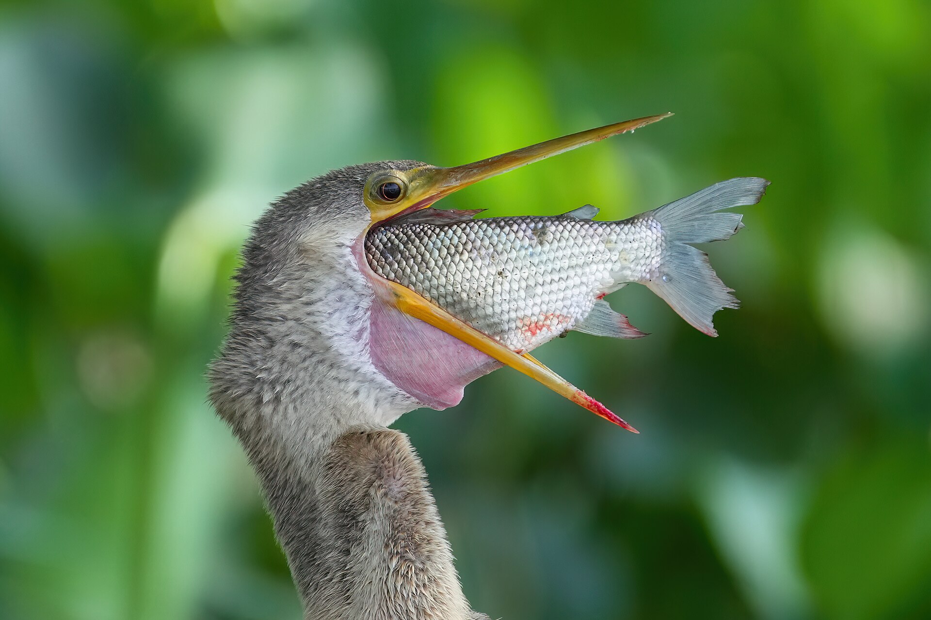 Anhinga Anhinga (Anhinga anhinga)