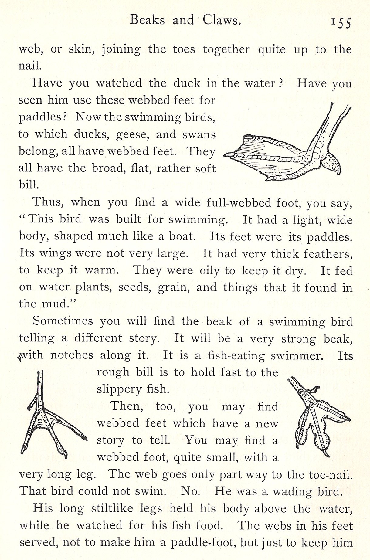 anisodactyl feet